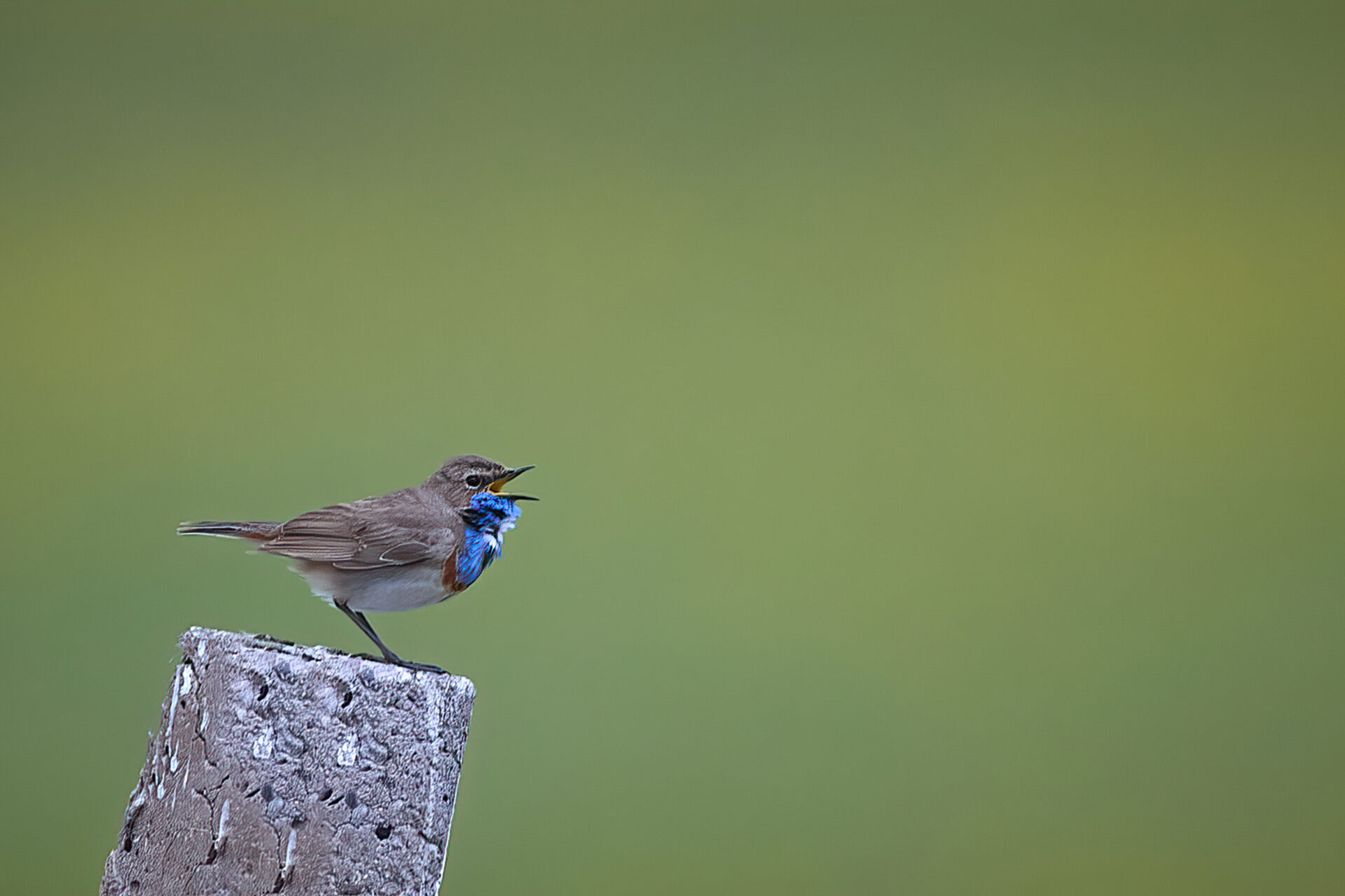 Blaukehlchen, weiss-sternig, ♂︎ adt.