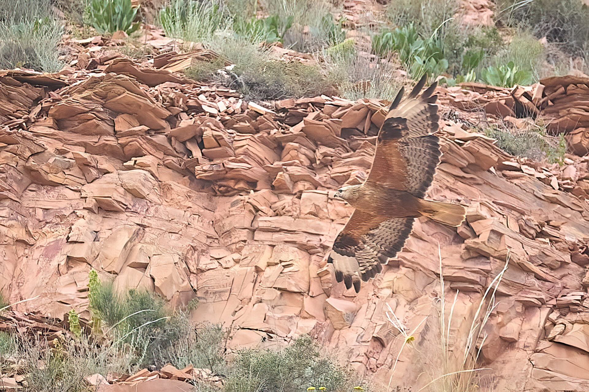 Adlerbussard, helle Morphe