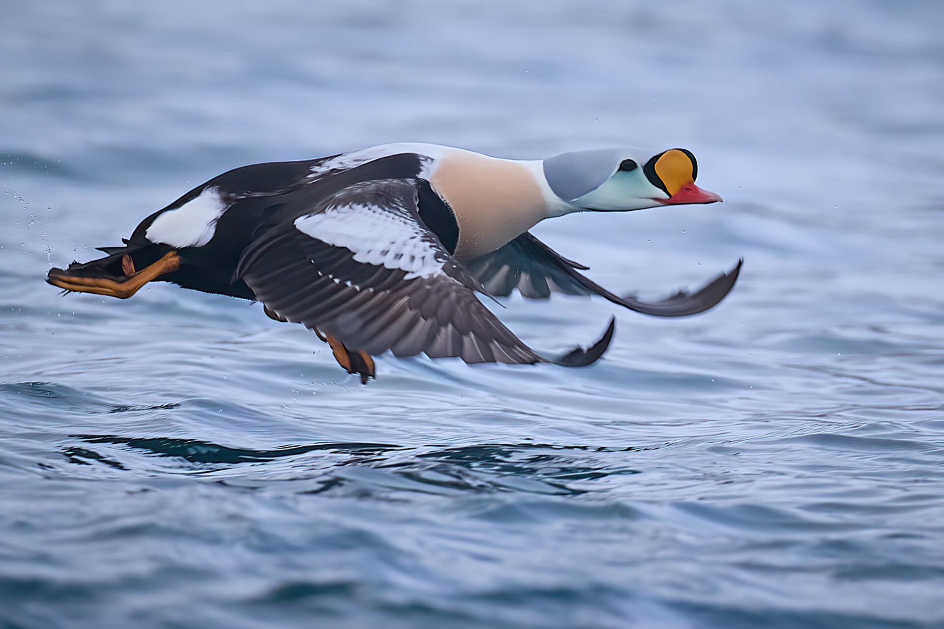 Prachteiderente ♂︎ PK