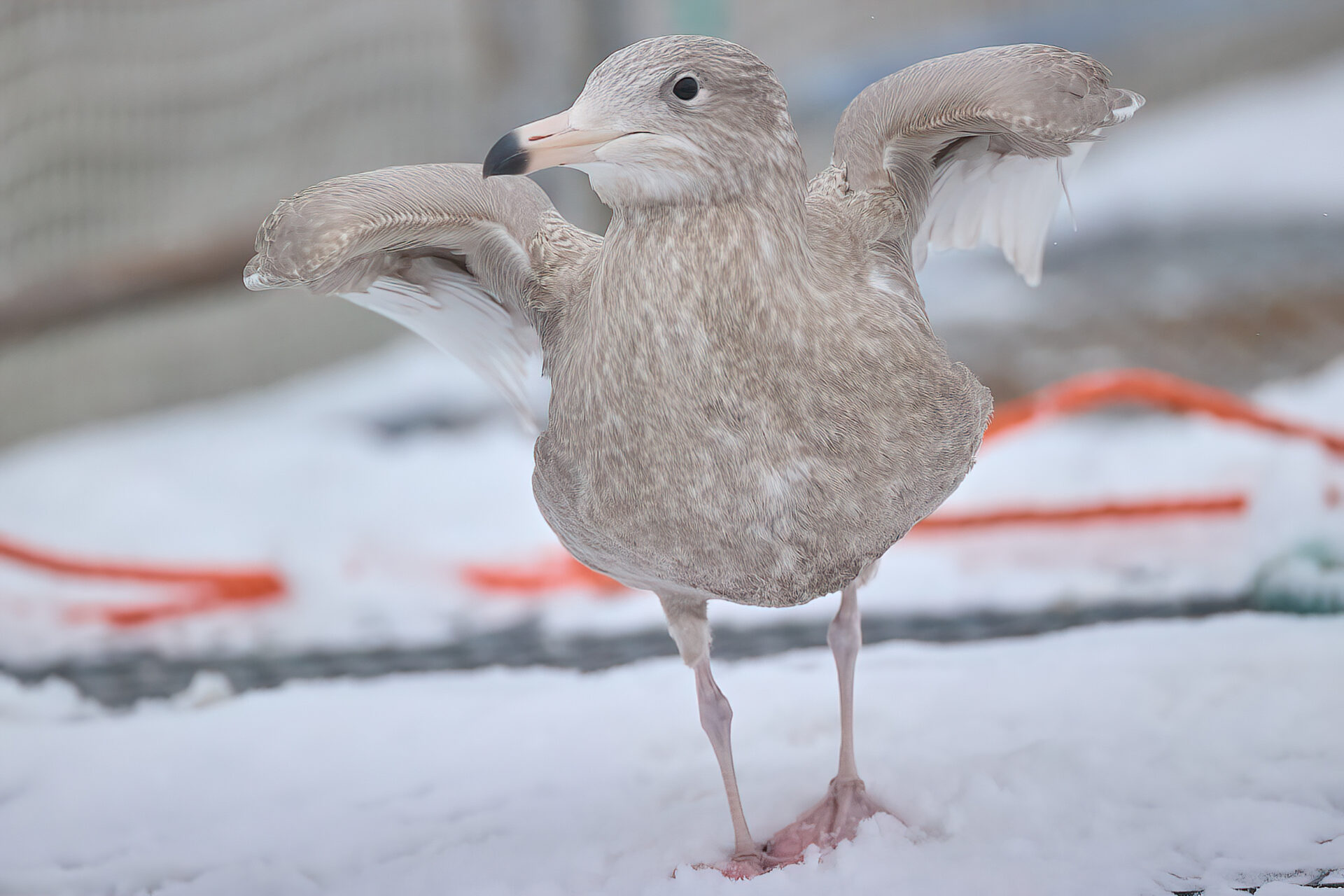 Eismöwe 1.Wi.
