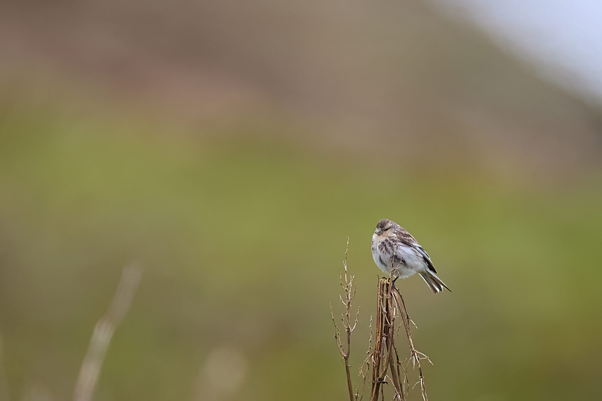 Berghänfling, Unterart: brevirostris