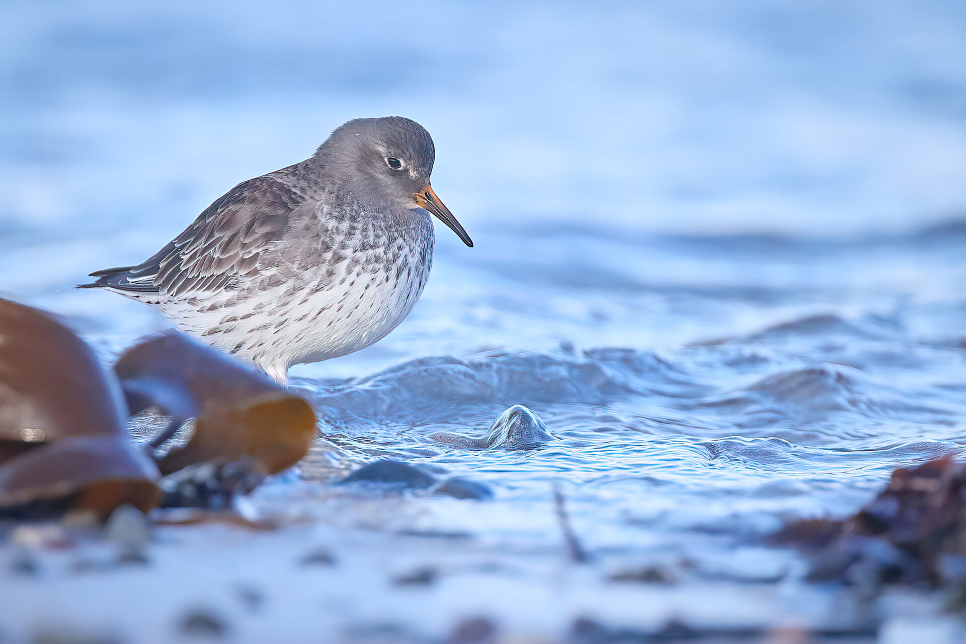 Meerstrandläufer SK