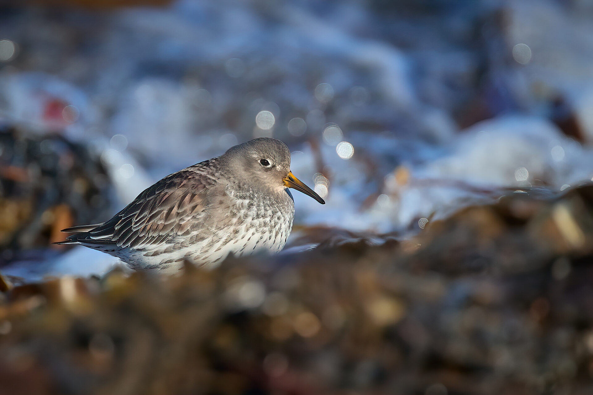 Meerstrandläufer SK