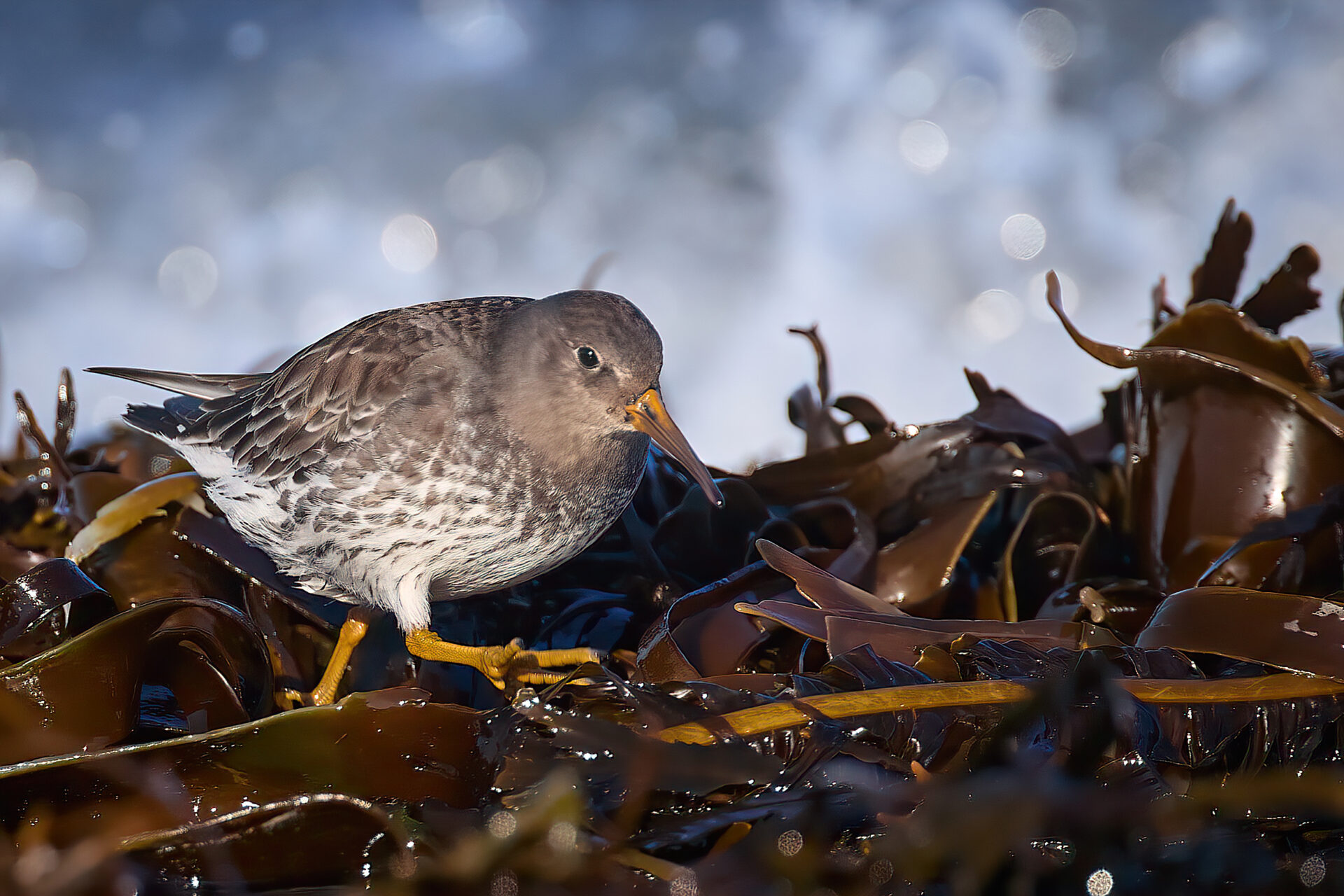 Meerstrandläufer SK