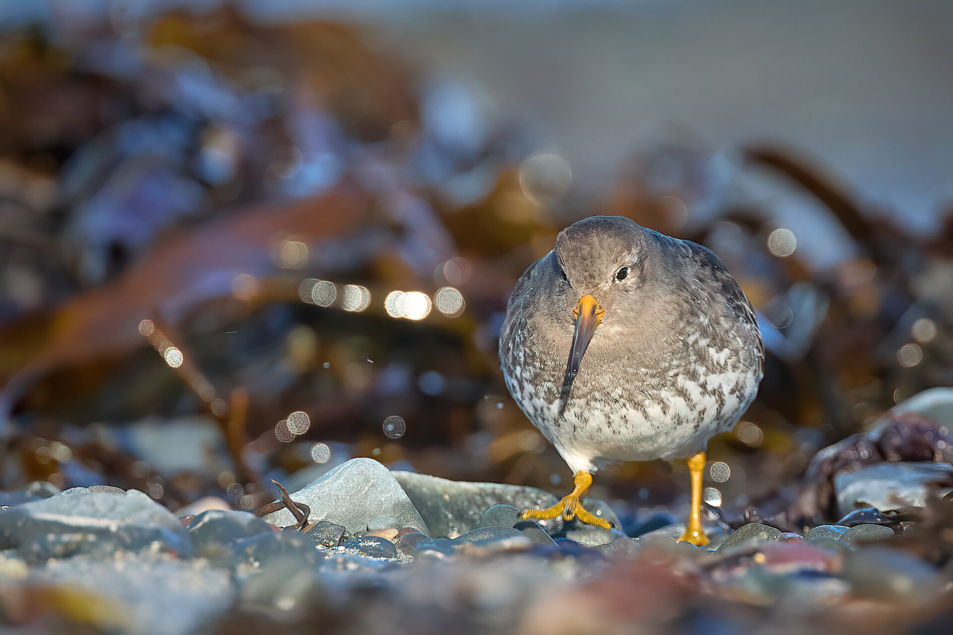 Meerstrandläufer SK