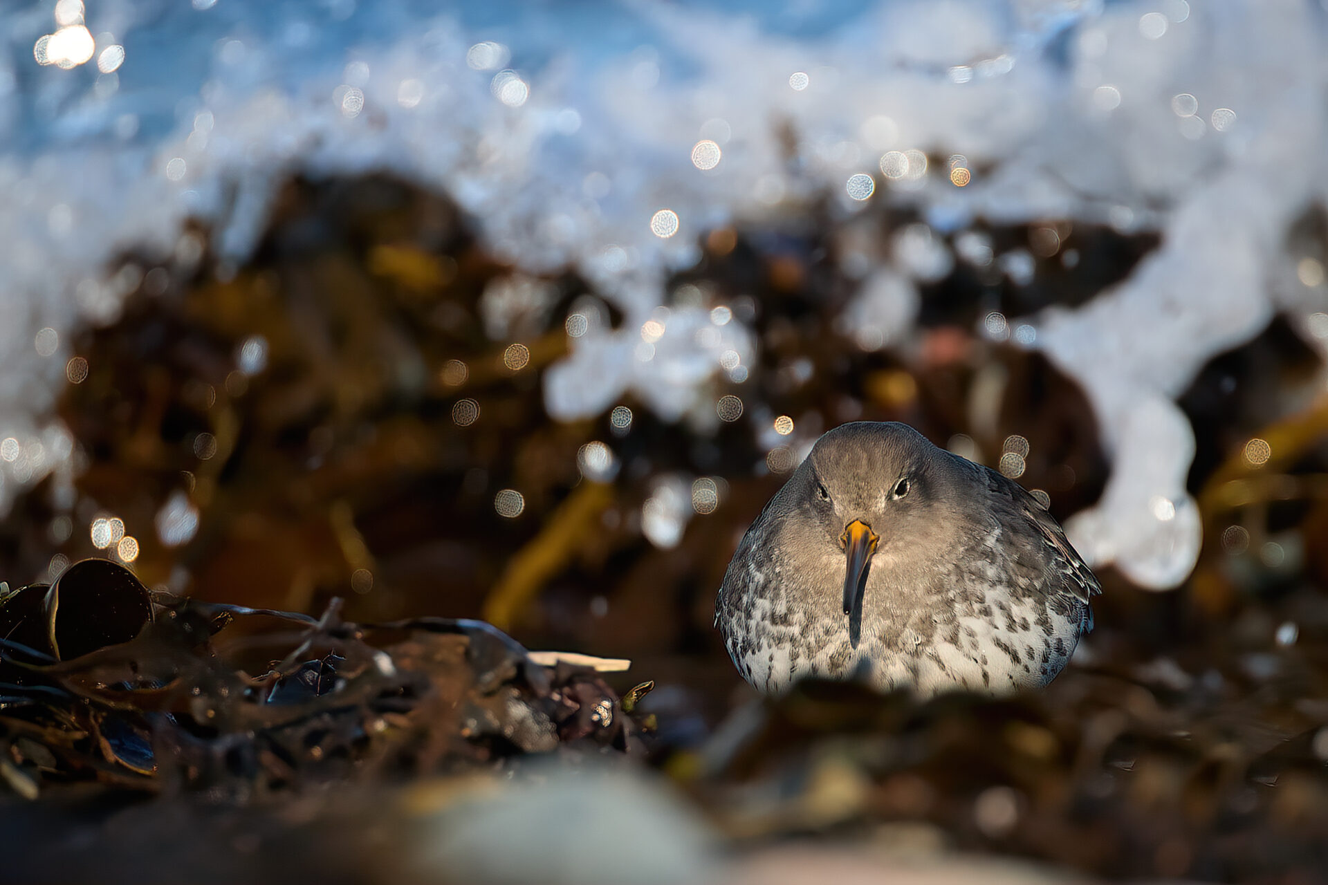 Meerstrandläufer SK