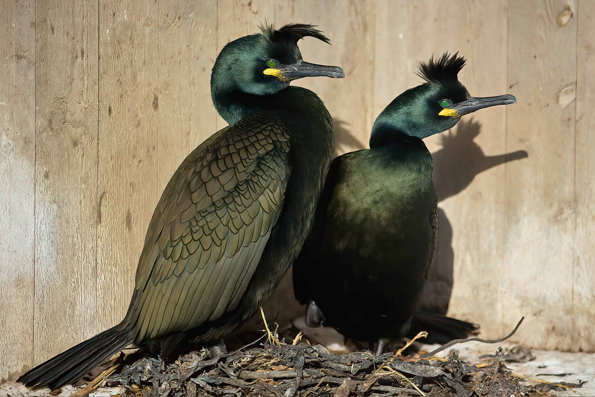 Krähenscharben auf Nest