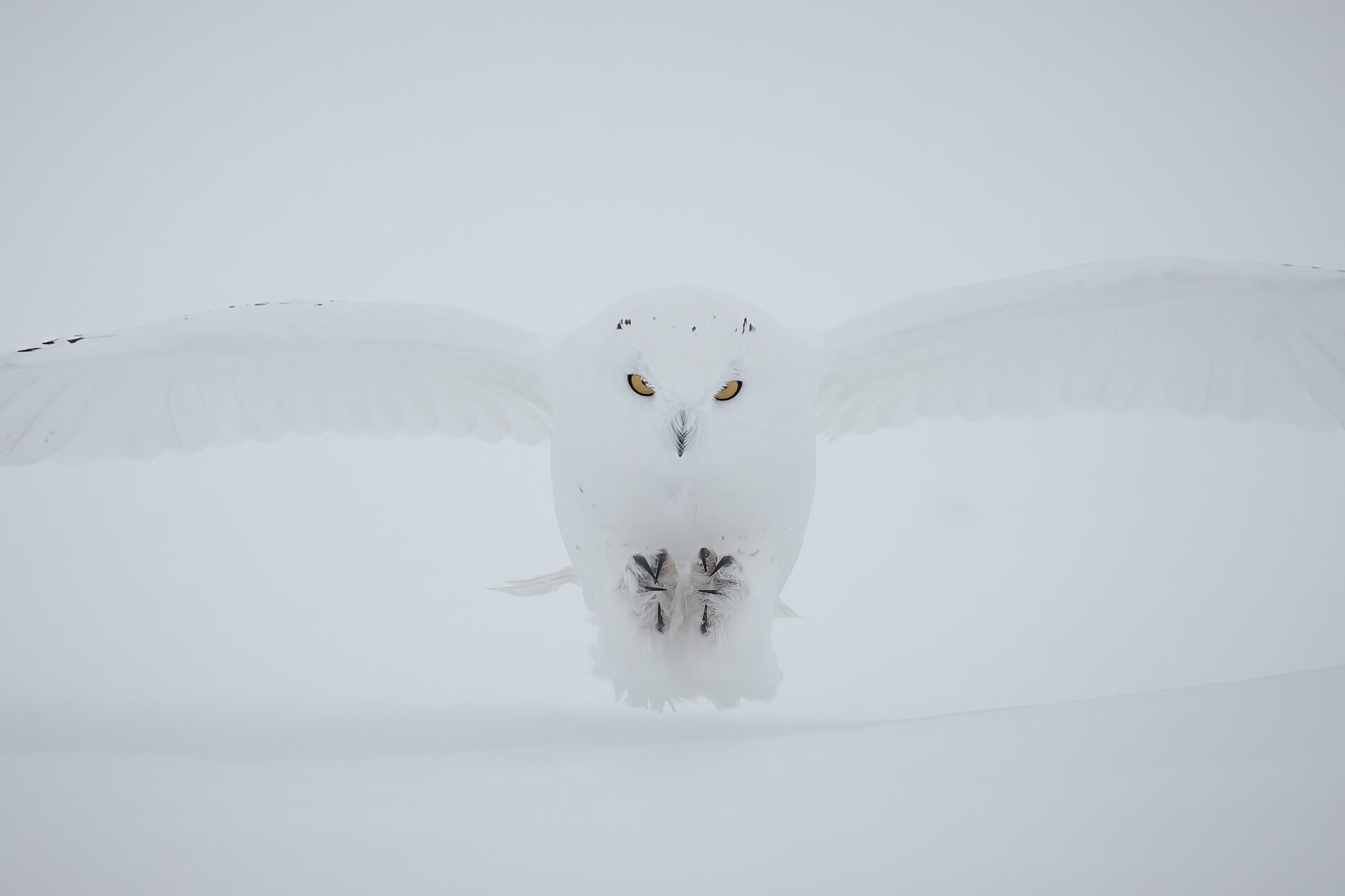 Schneeeule ♂︎