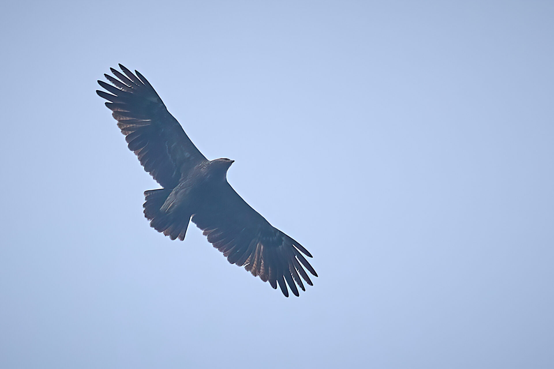 Schreiadler