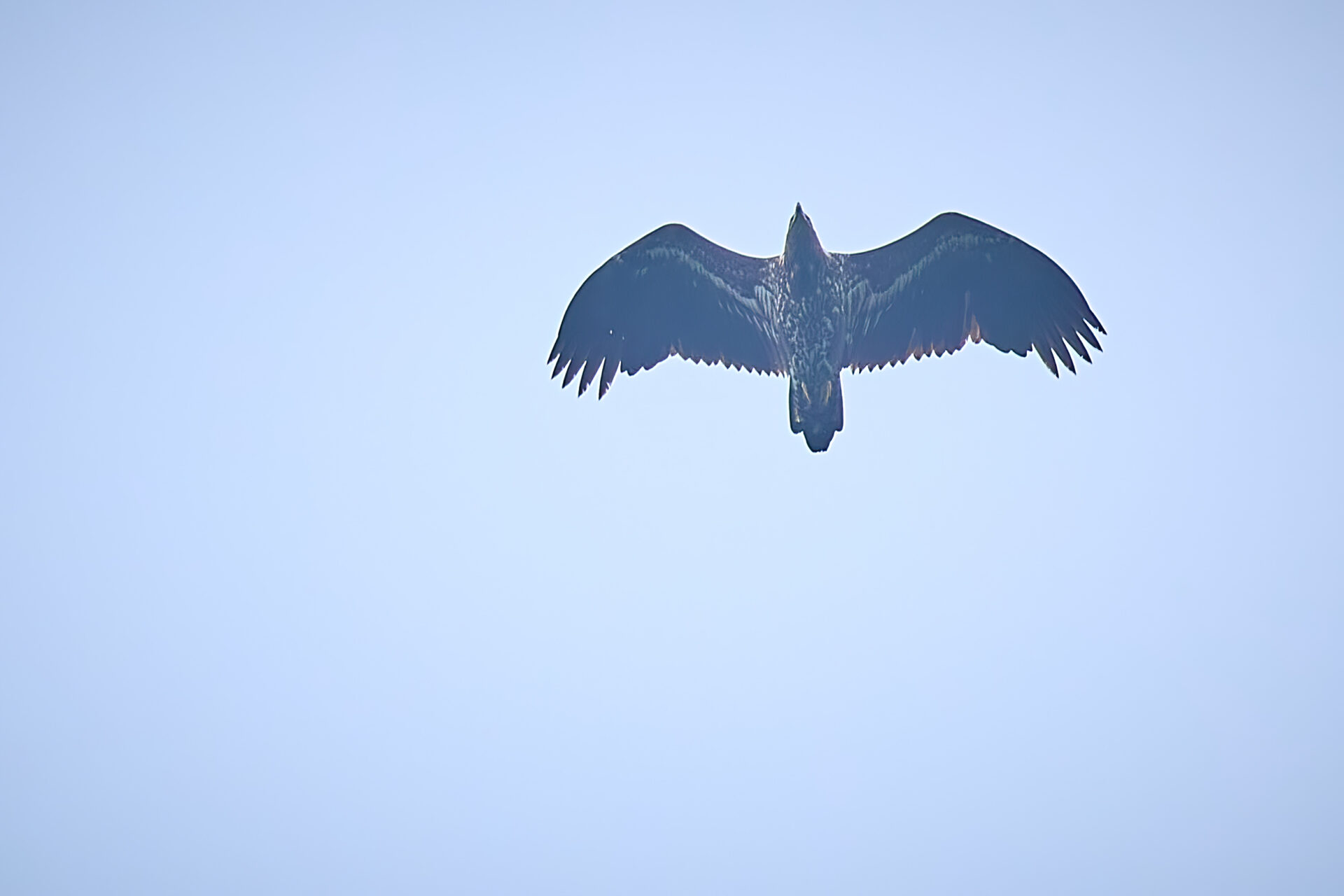 Seeadler JK
