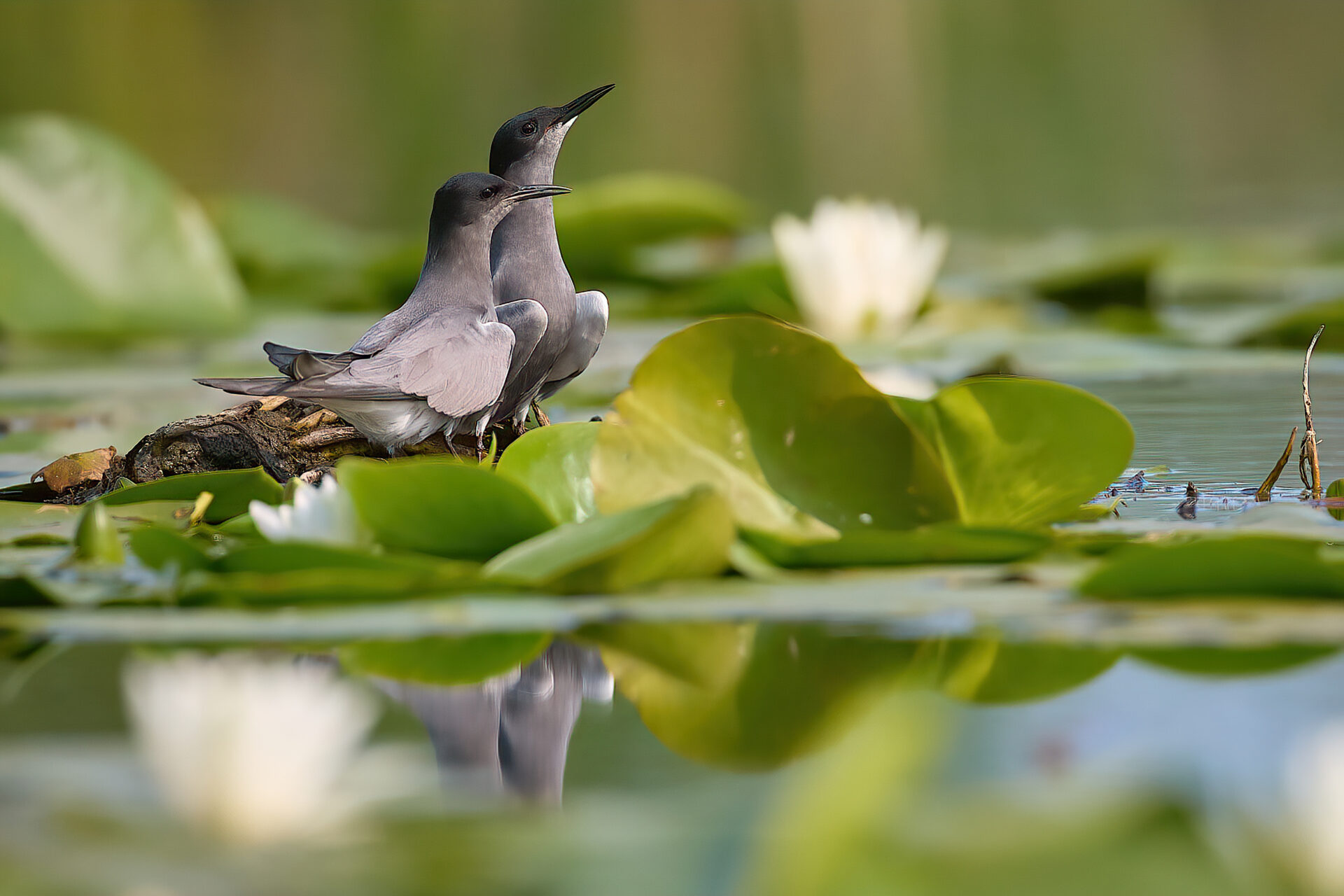 Trauerseeschwalbe PK: Paar am Nest