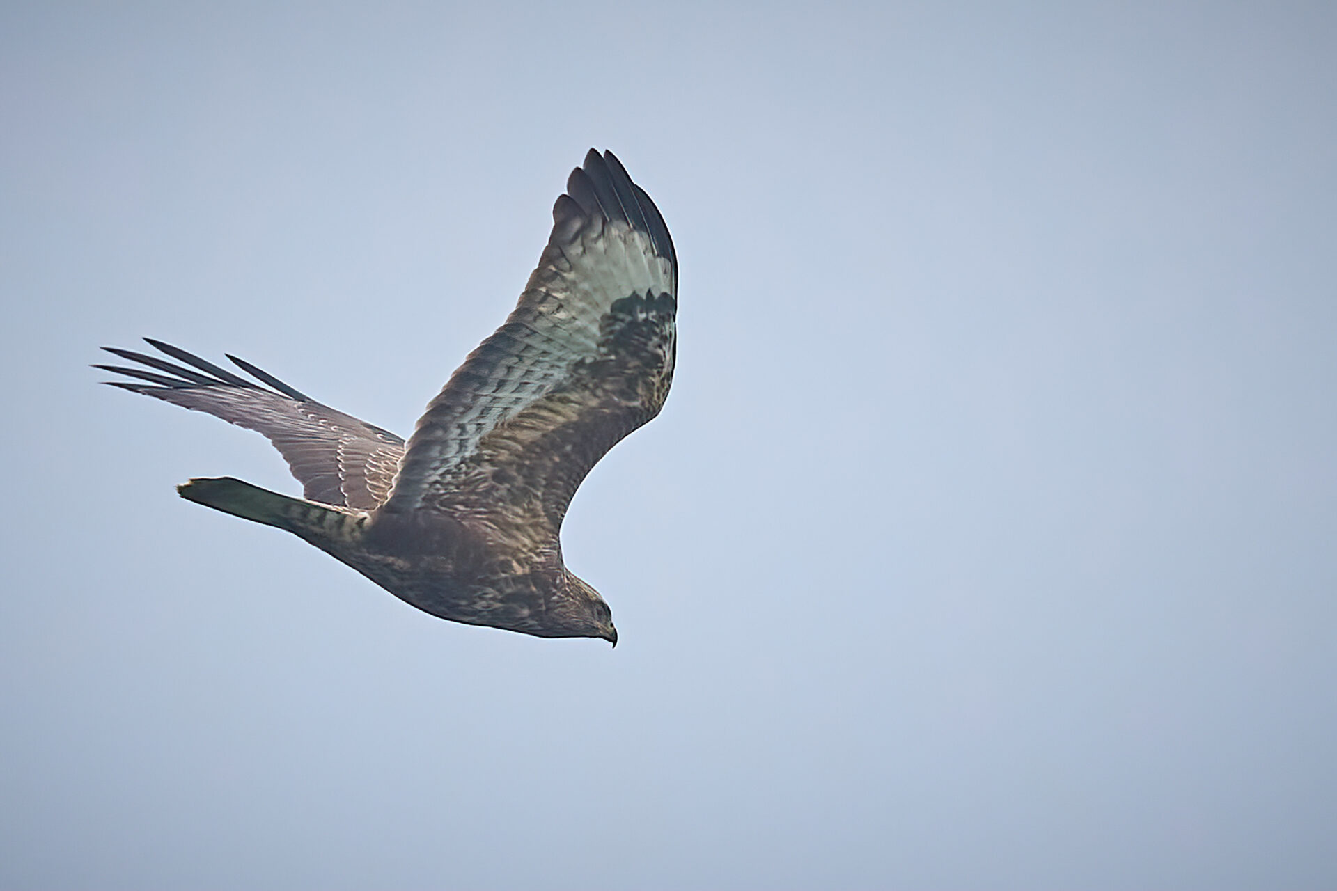 Falkenbussard, Unterart: vulpinus