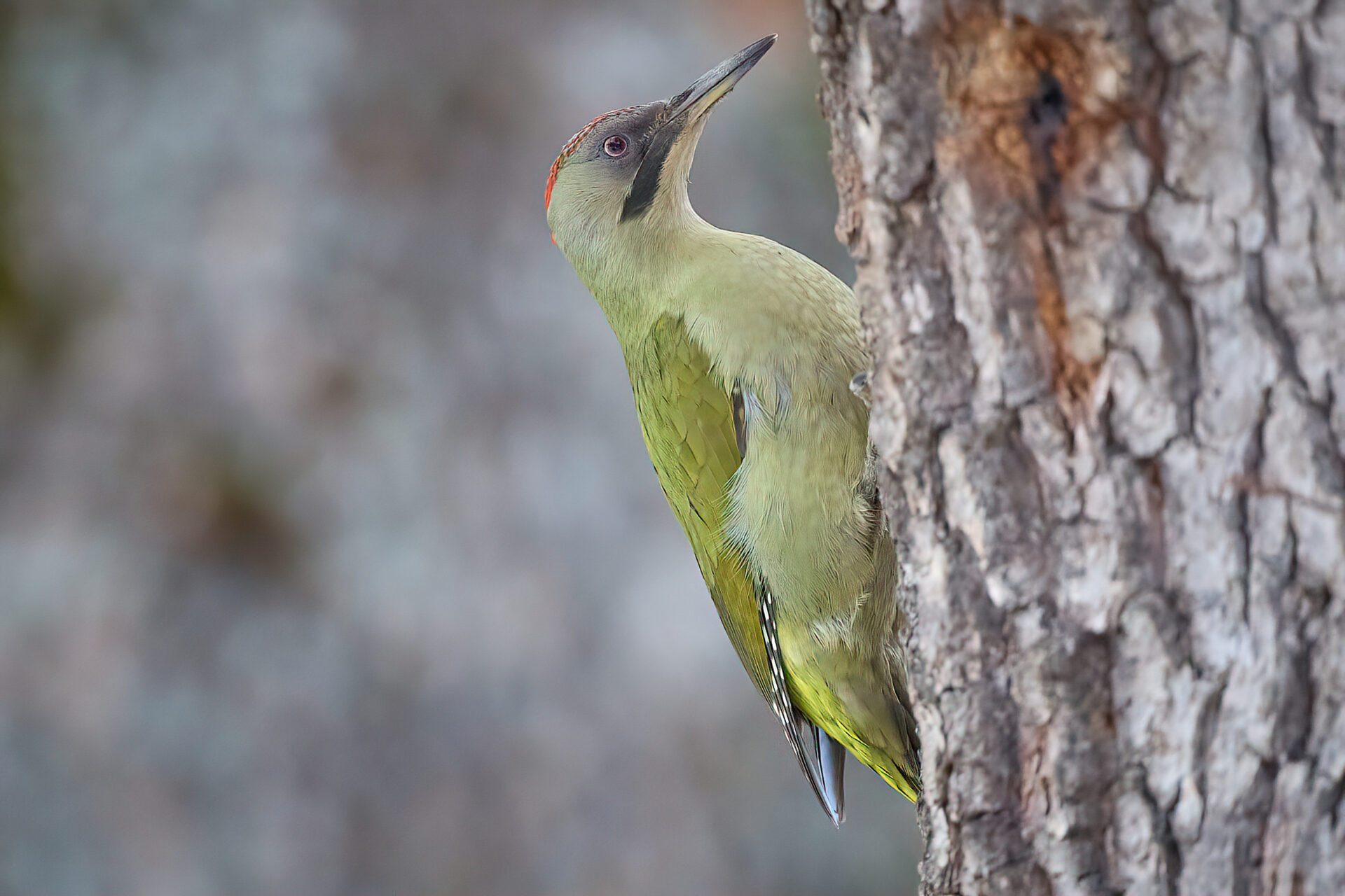 Iberiengrünspecht (Picus sharpei) ♀︎ adt.