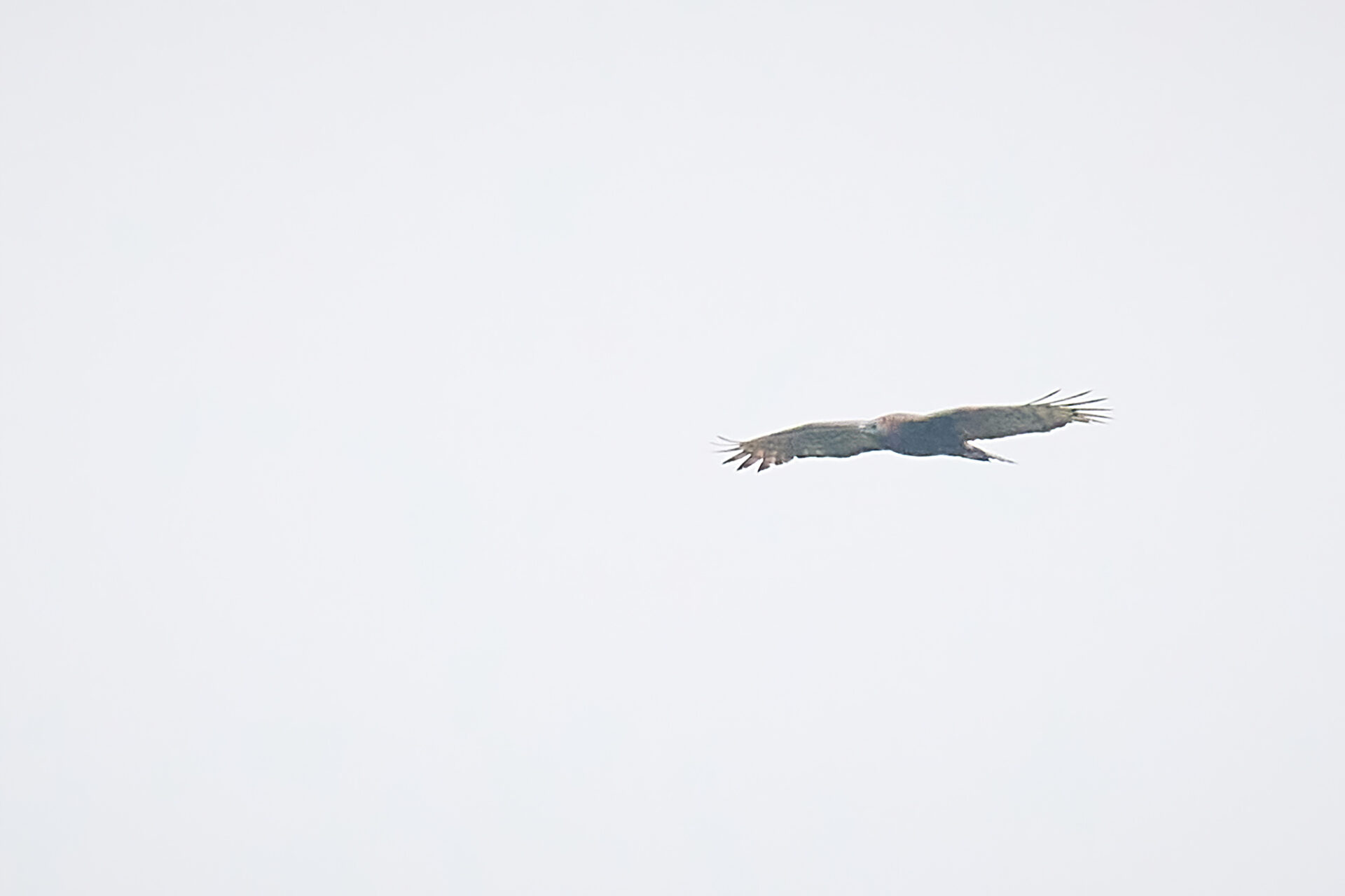Schopfwespenbussard (Belegbild, nur wegen Batumi-Raritätsdokumentation gezeigt)