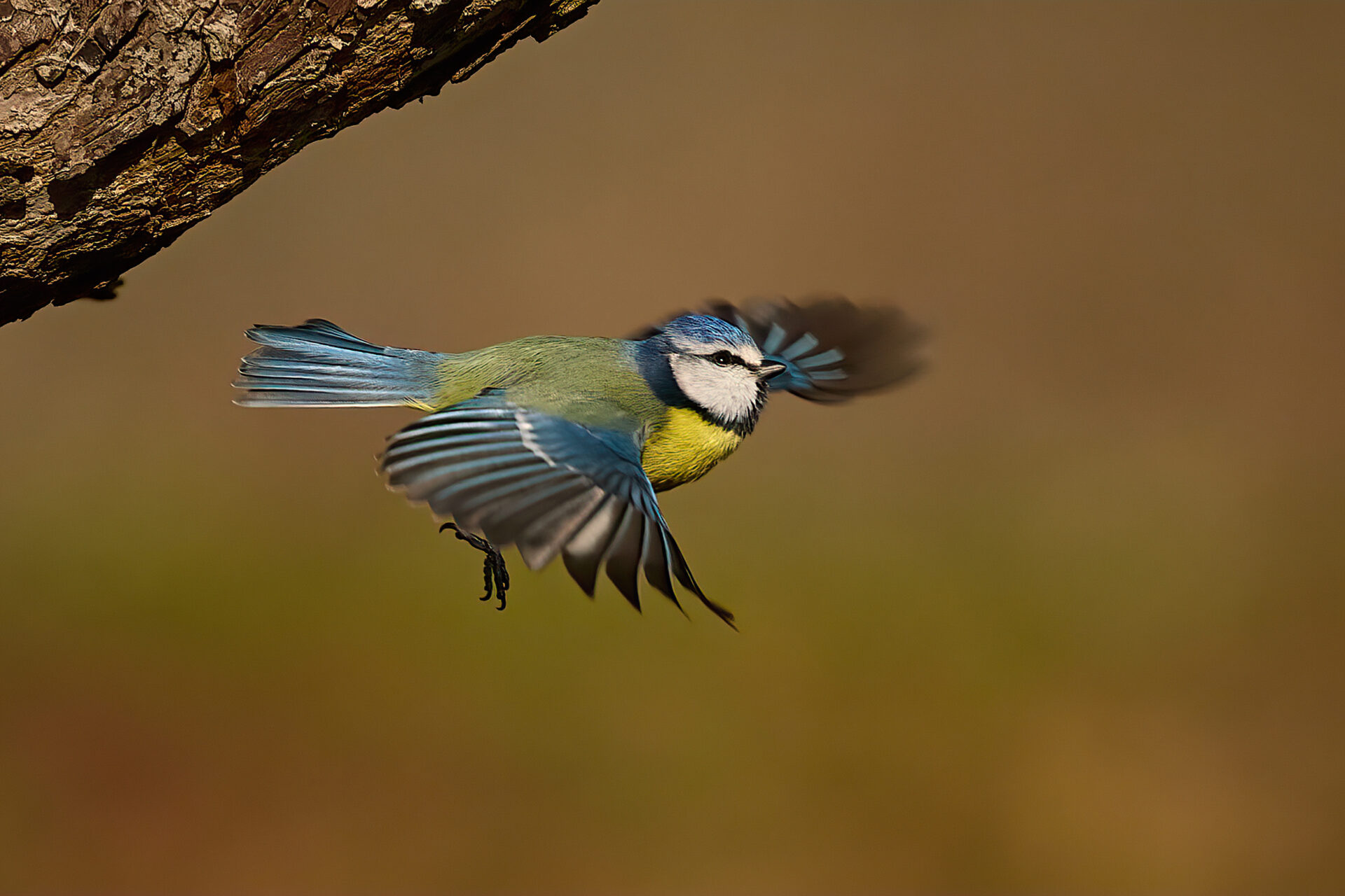Blaumeise adt.