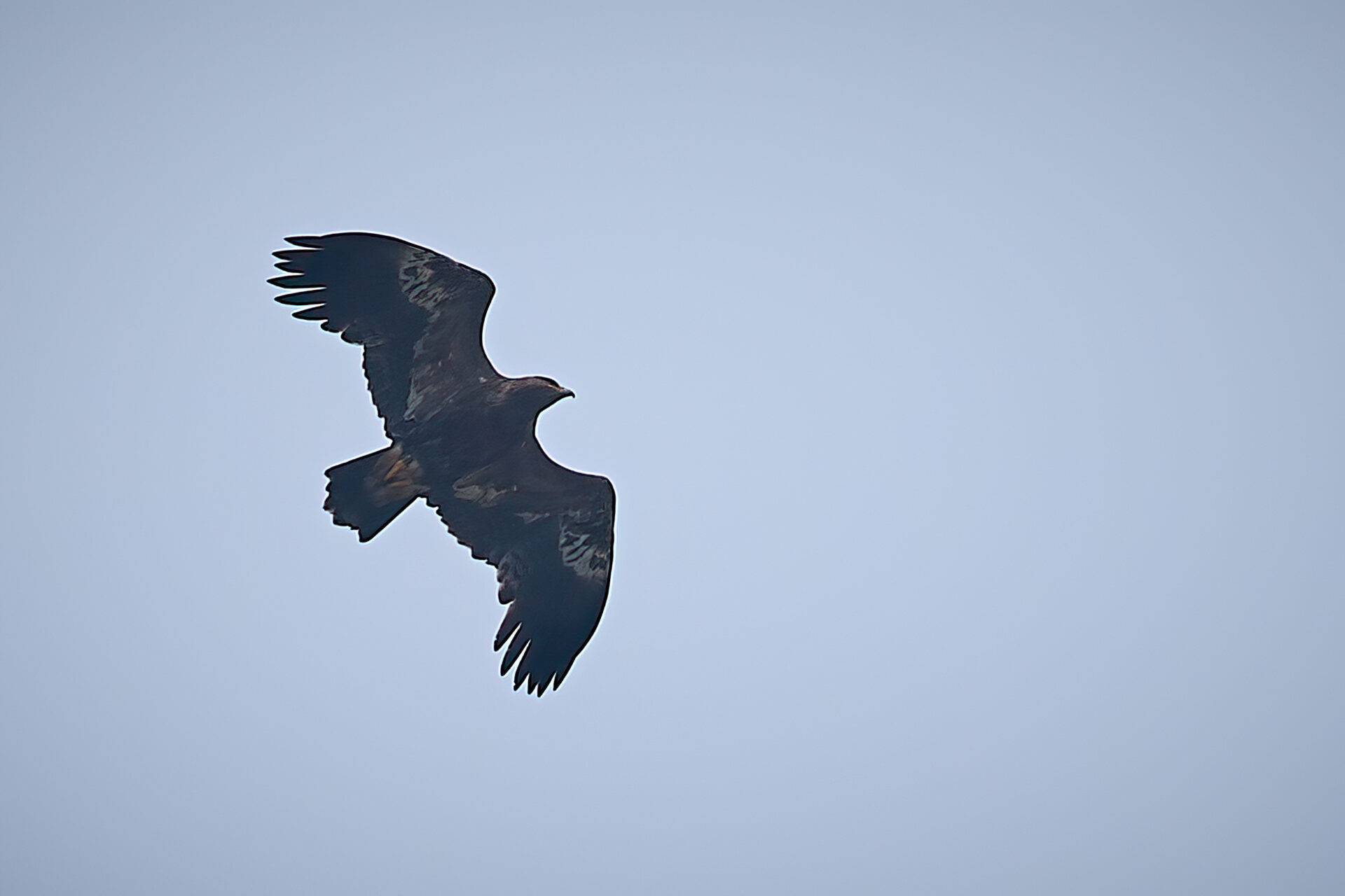 Steppenadler subadt.