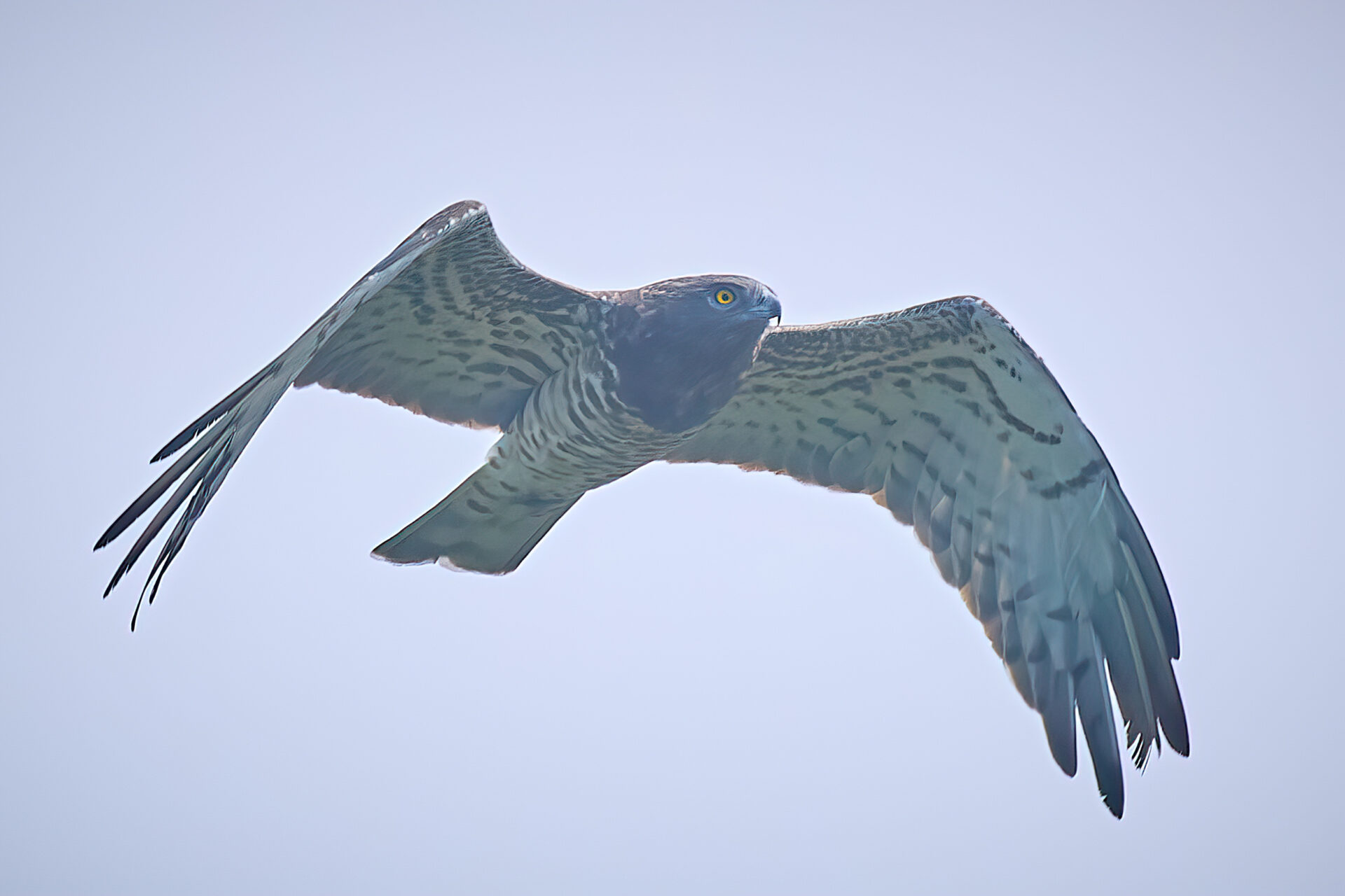 Schlangenadler adt.