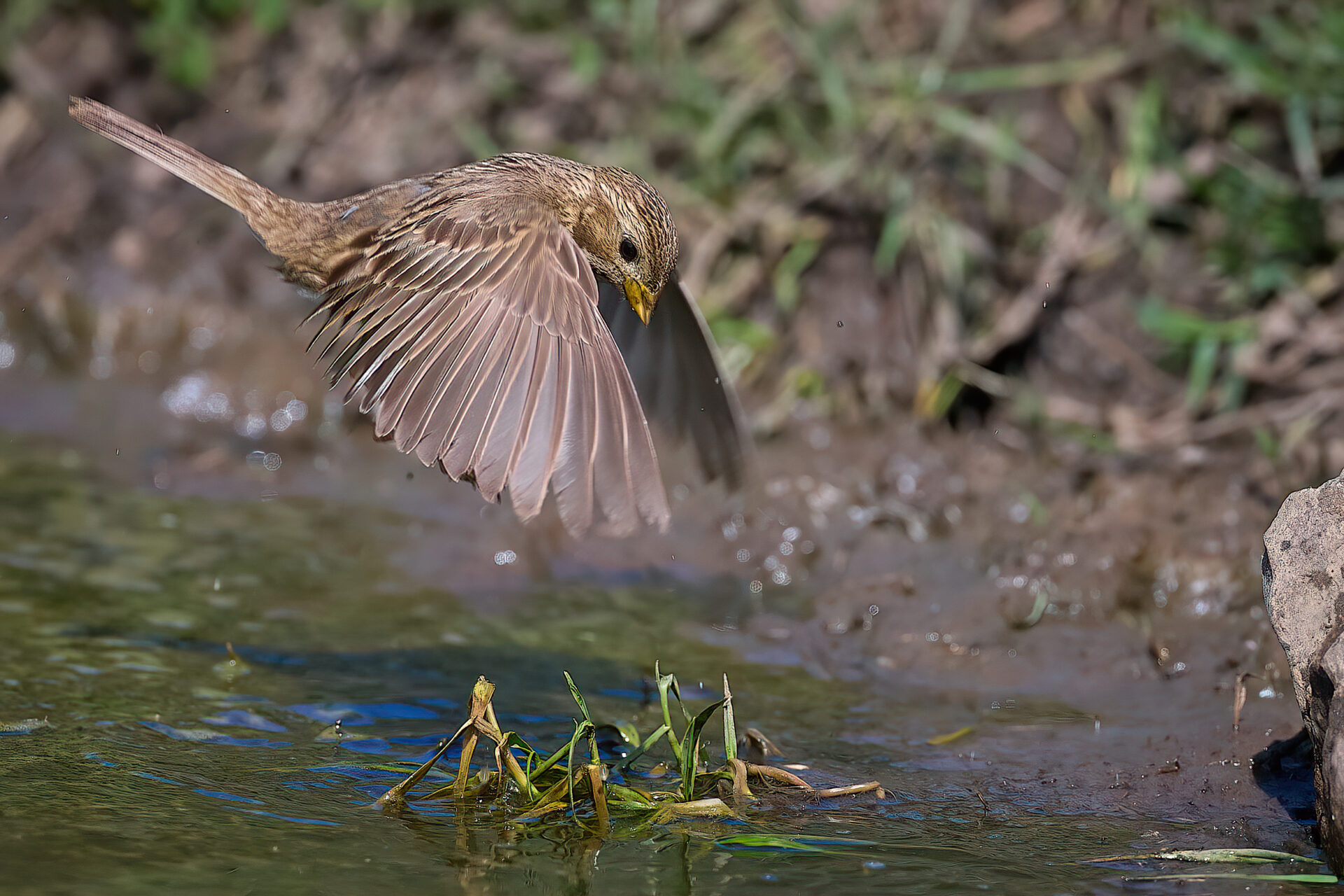 Grauammer