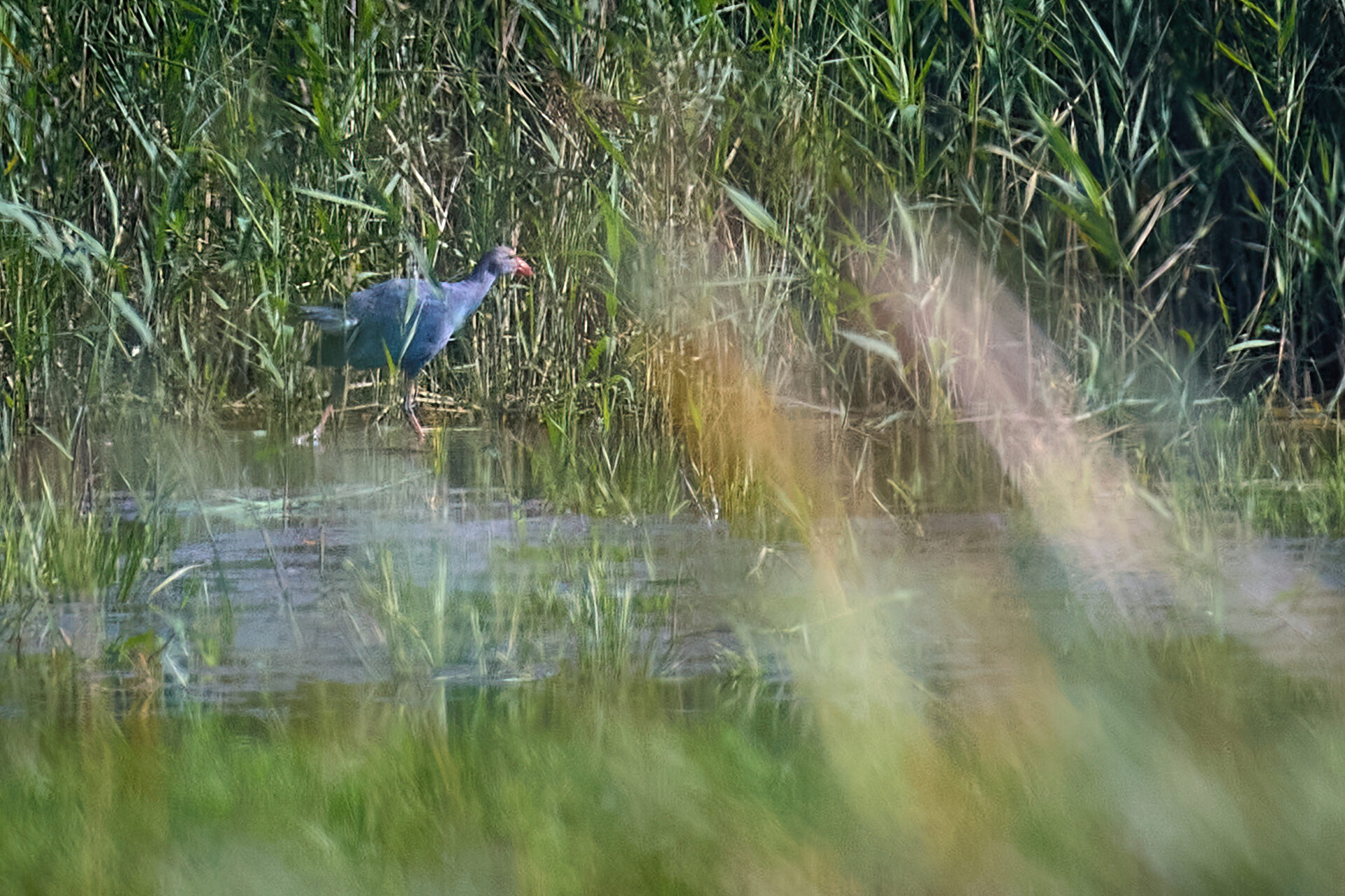 Graukopf-Purpurhuhn