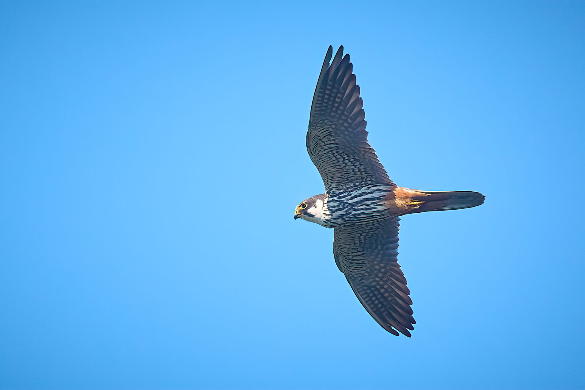 Baumfalke adt.