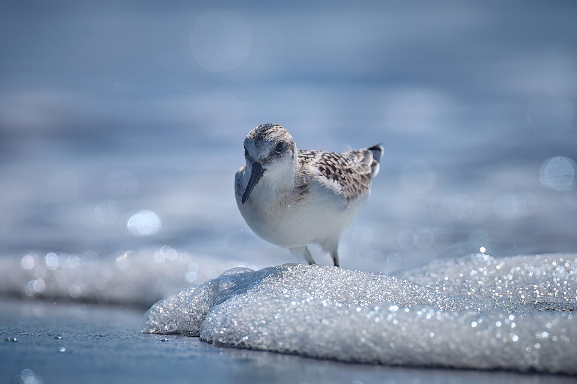 Sanderling JK