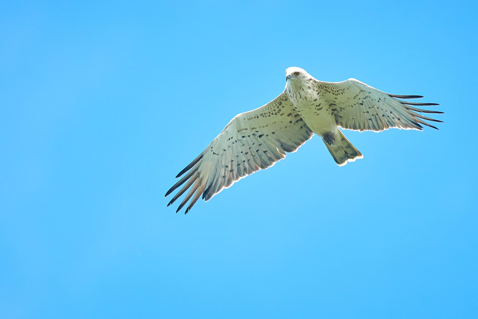 Schlangenadler JK