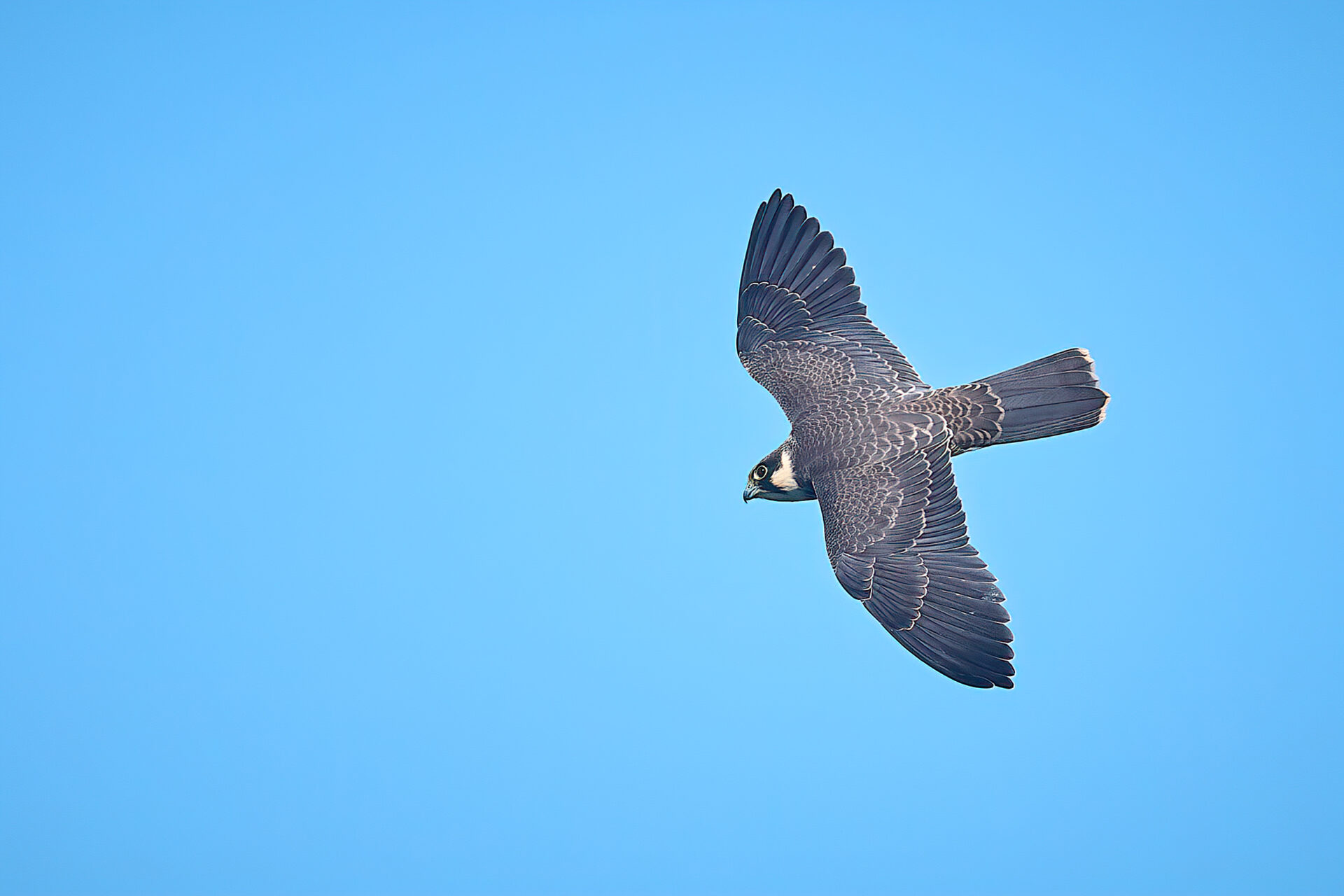Baumfalke JK