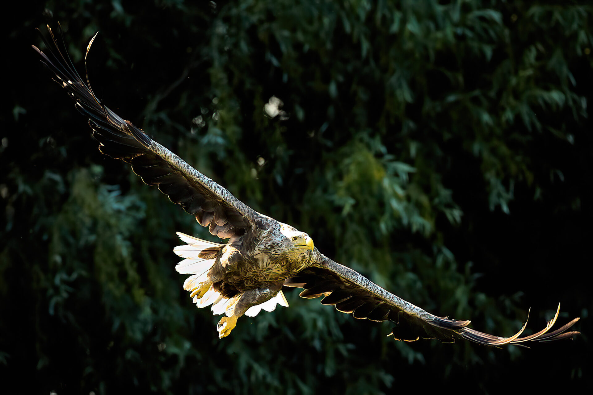 Seeadler adt.