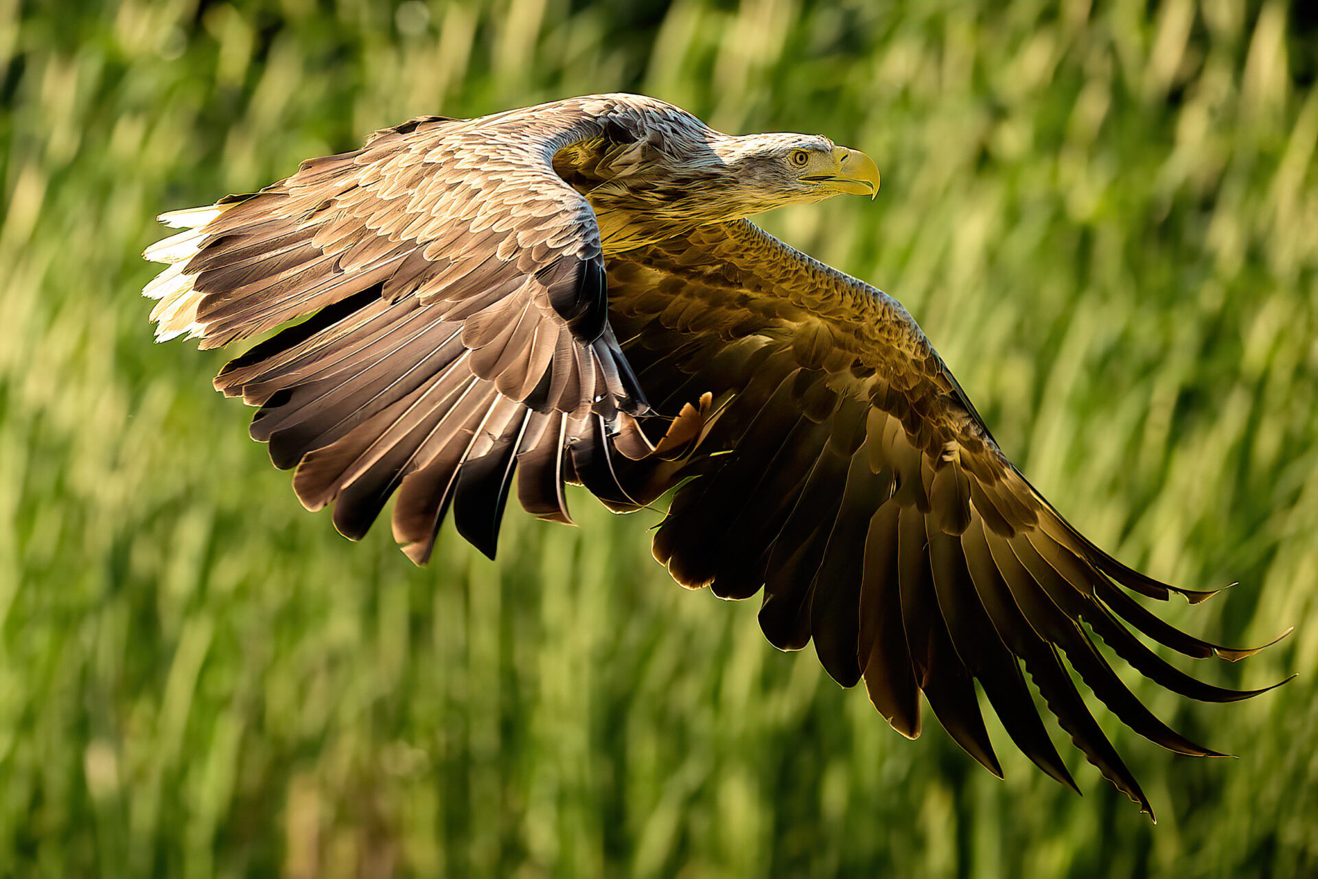 Seeadler adt.