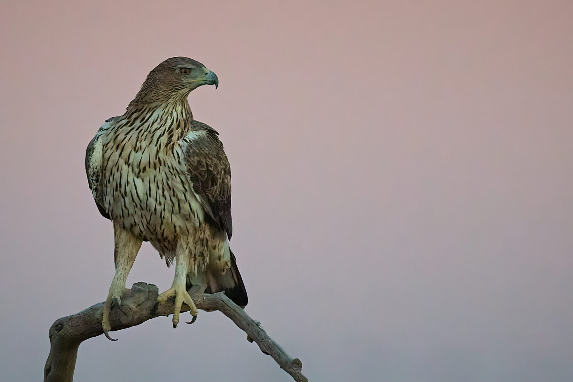 Habichtsadler früh am Morgen