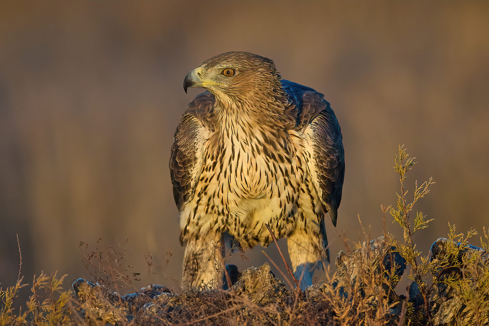 Habichtsadler