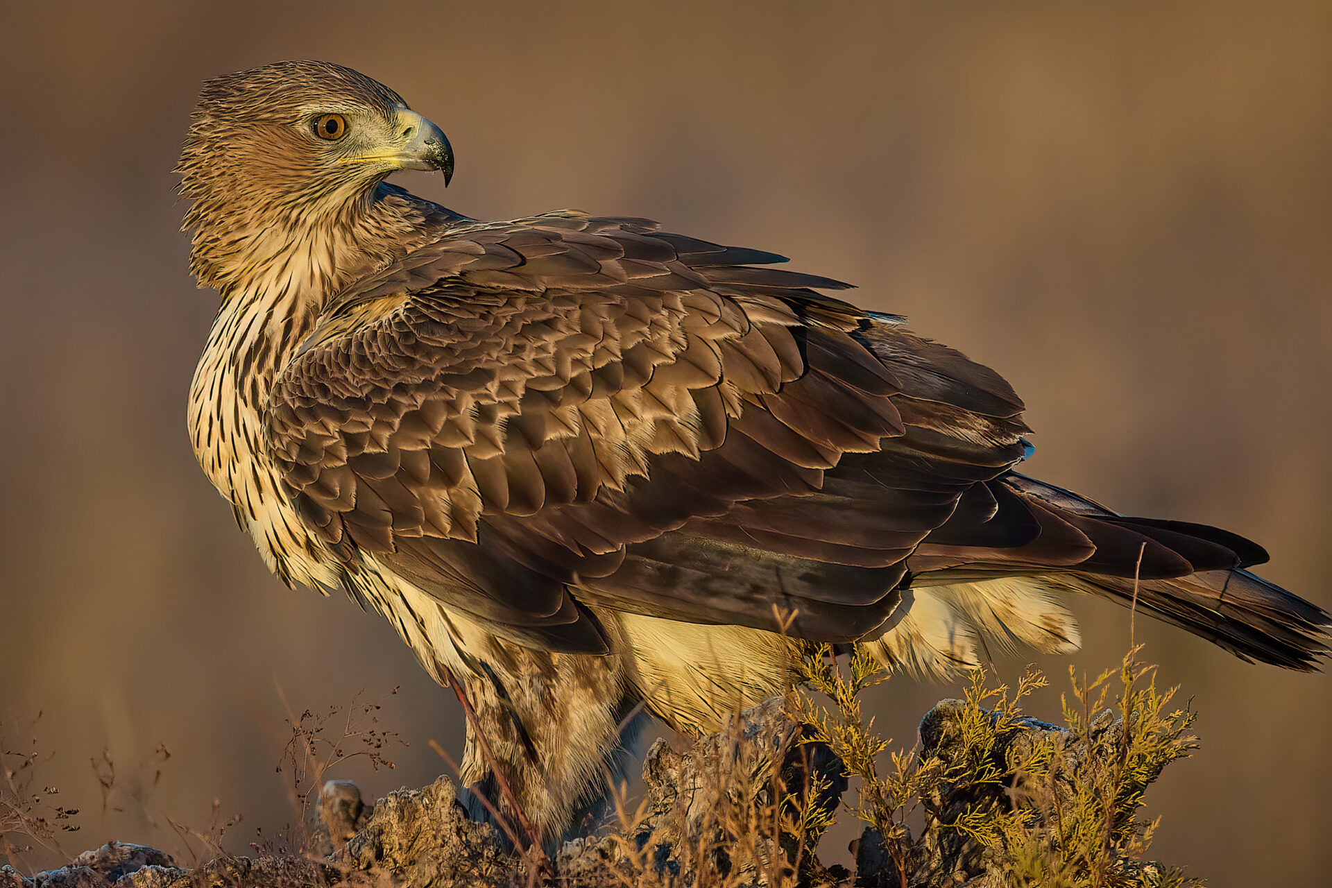 Habichtsadler