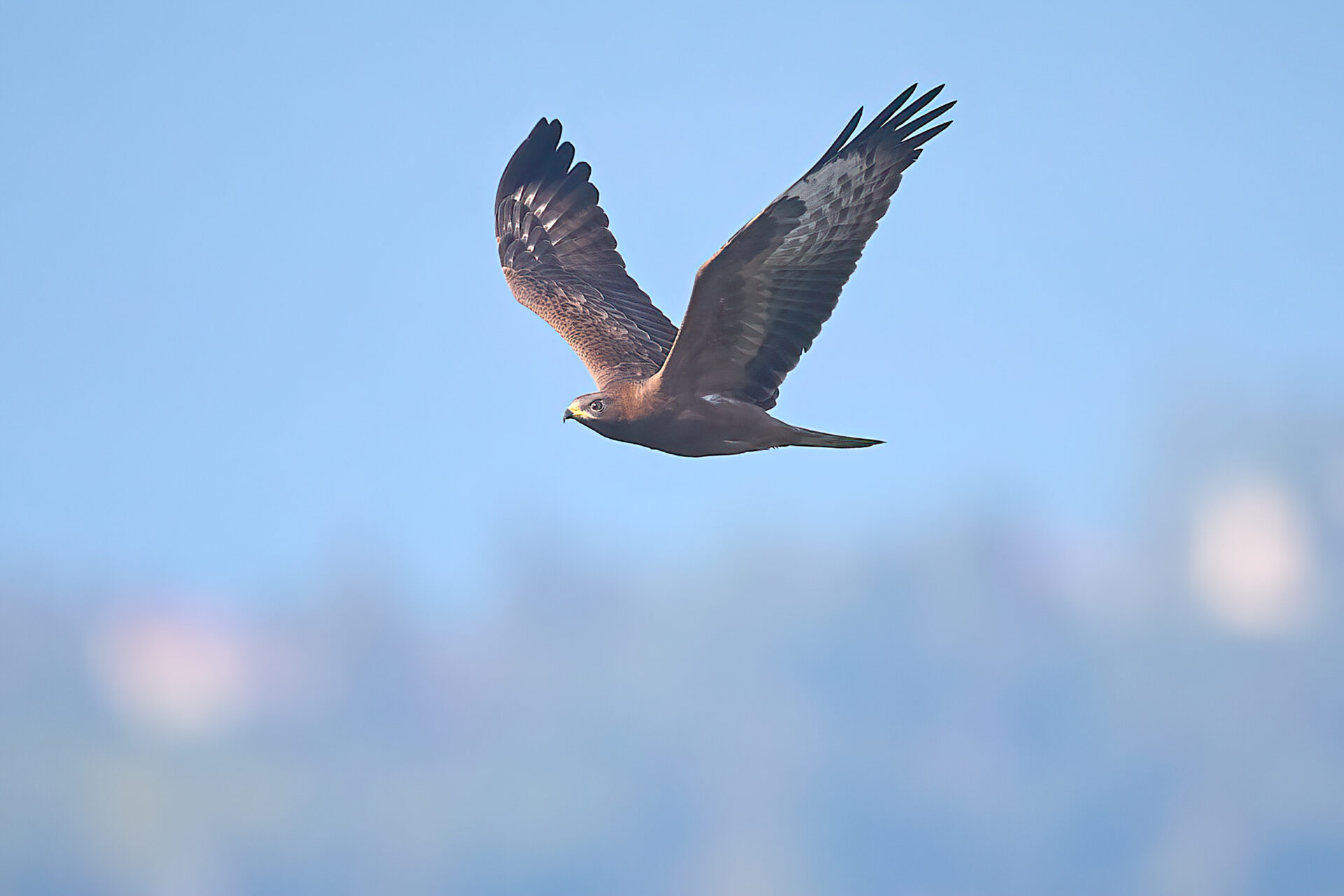 Wespenbussard JK dunkle Morphe