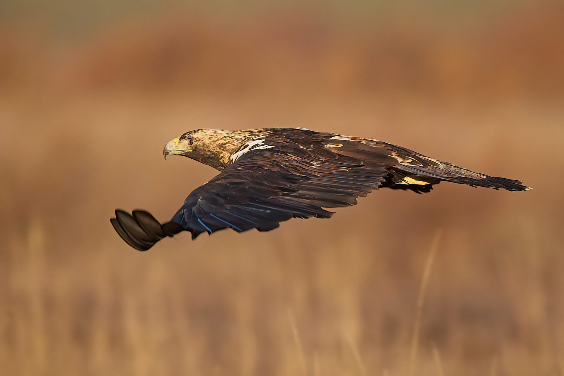 Iberienadler adt.