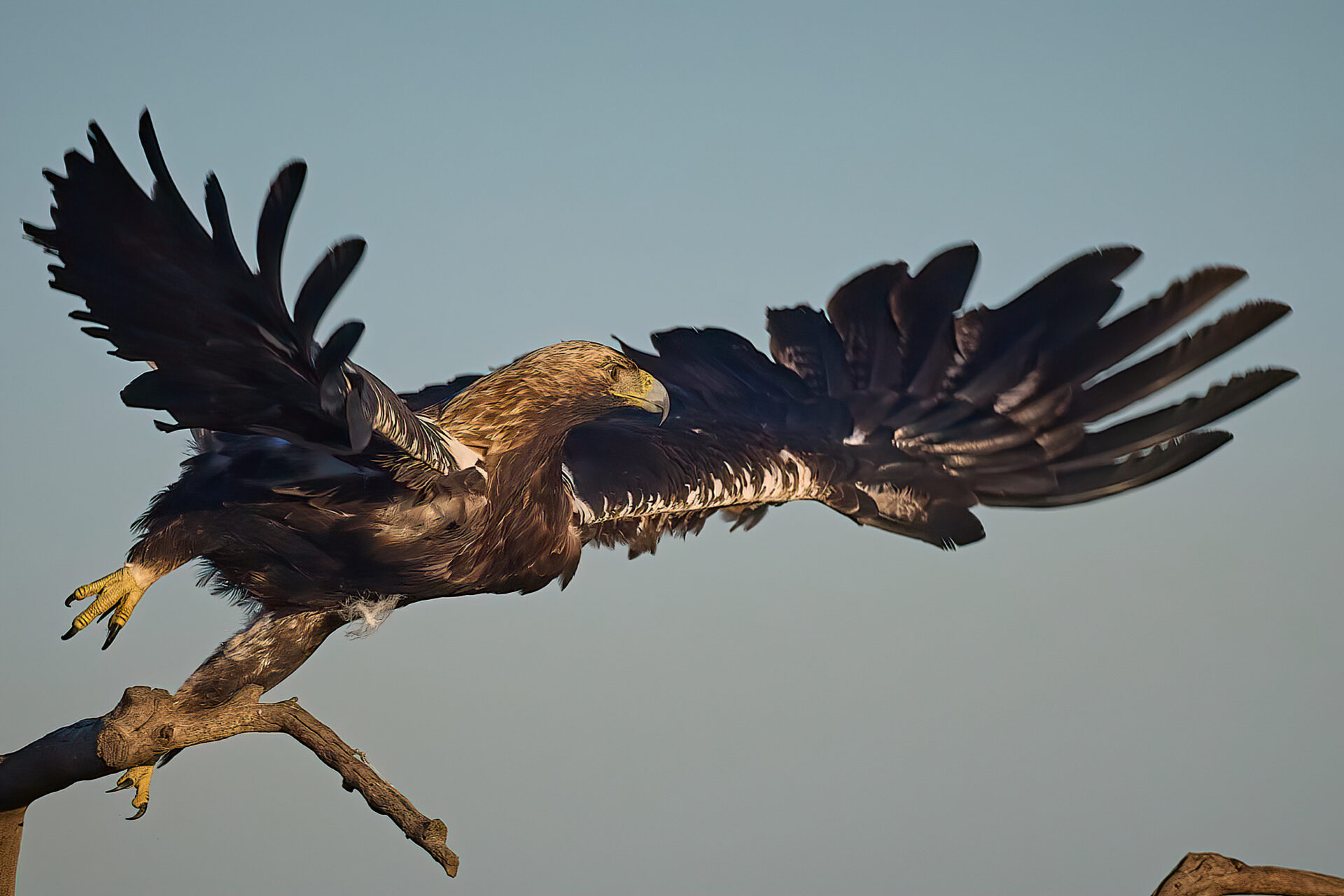 Iberienadler adt.