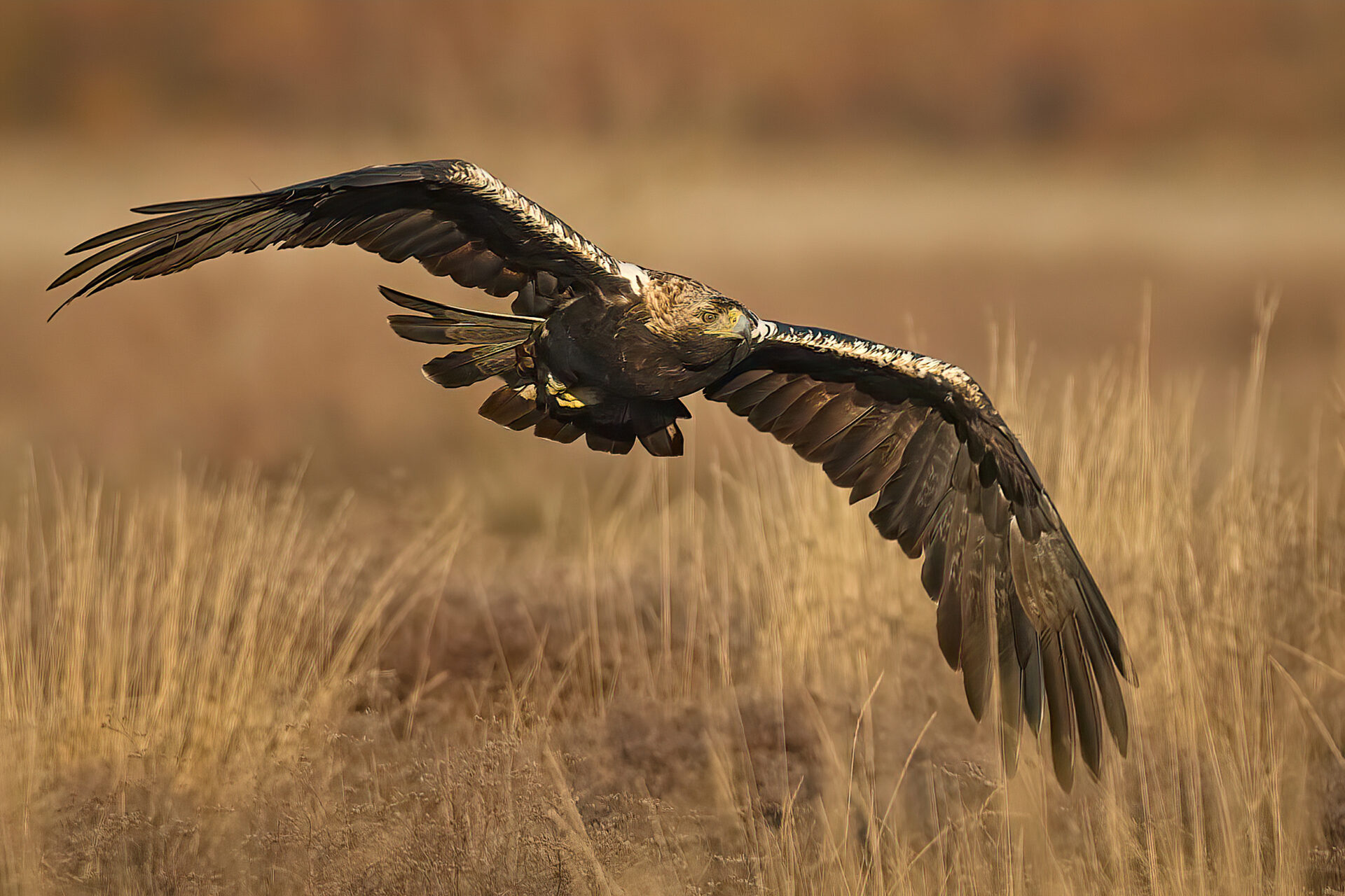 Iberienadler adt.