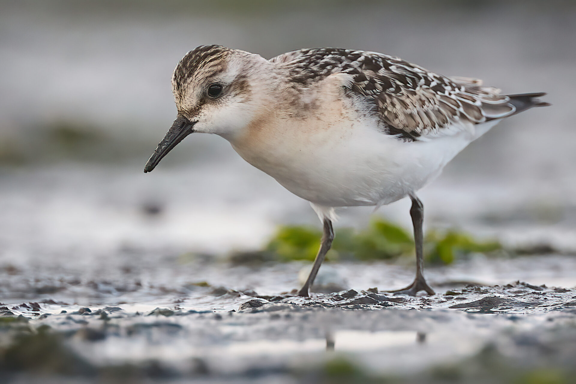 Sanderling JK