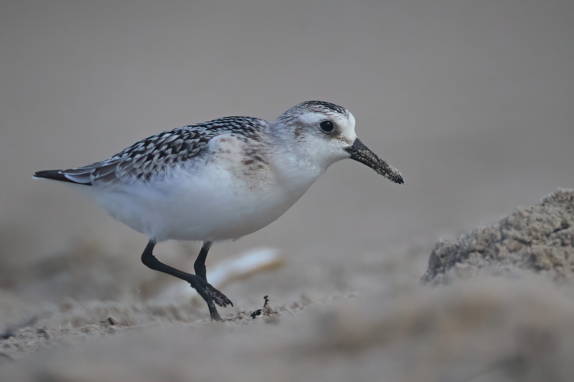 Sanderling JK