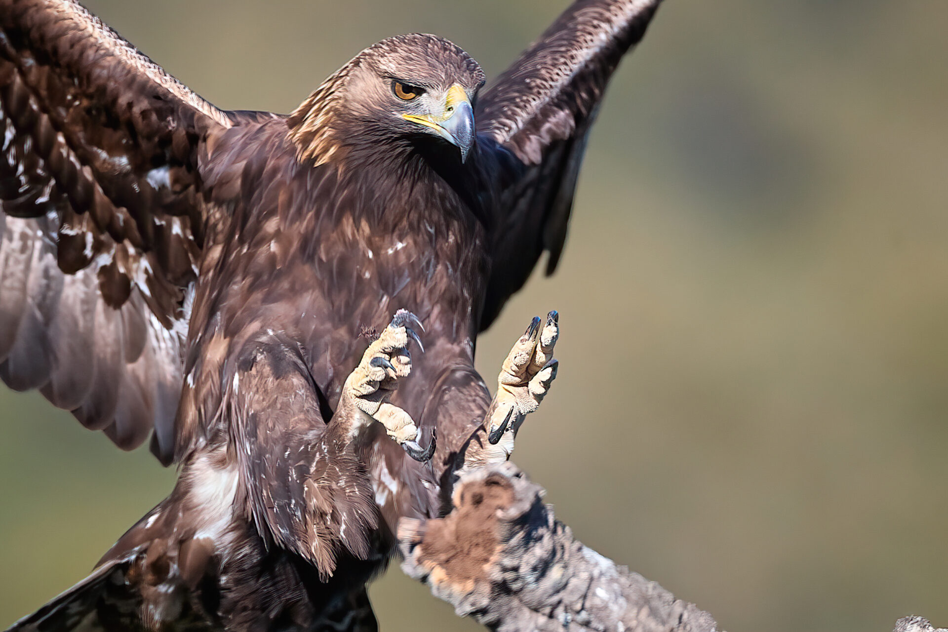 Steinadler adt.: The eagle has almost landed