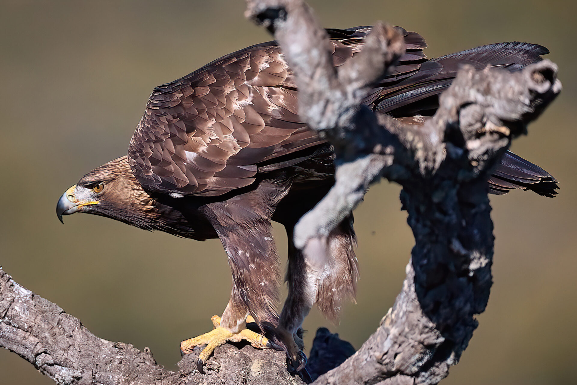 Steinadler adt.