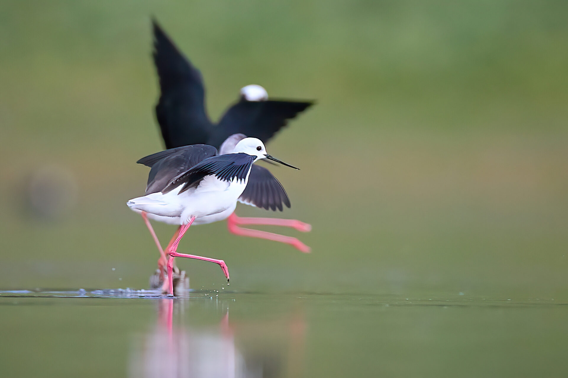 Stelzenläufer aus floating hide