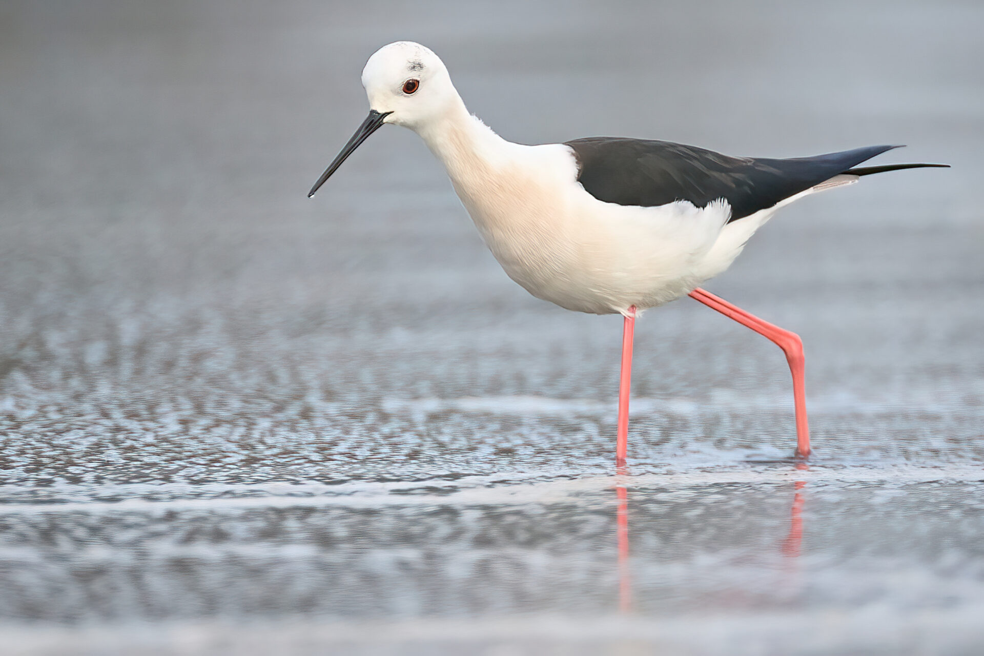 Stelzenläufer vom Ufer aus