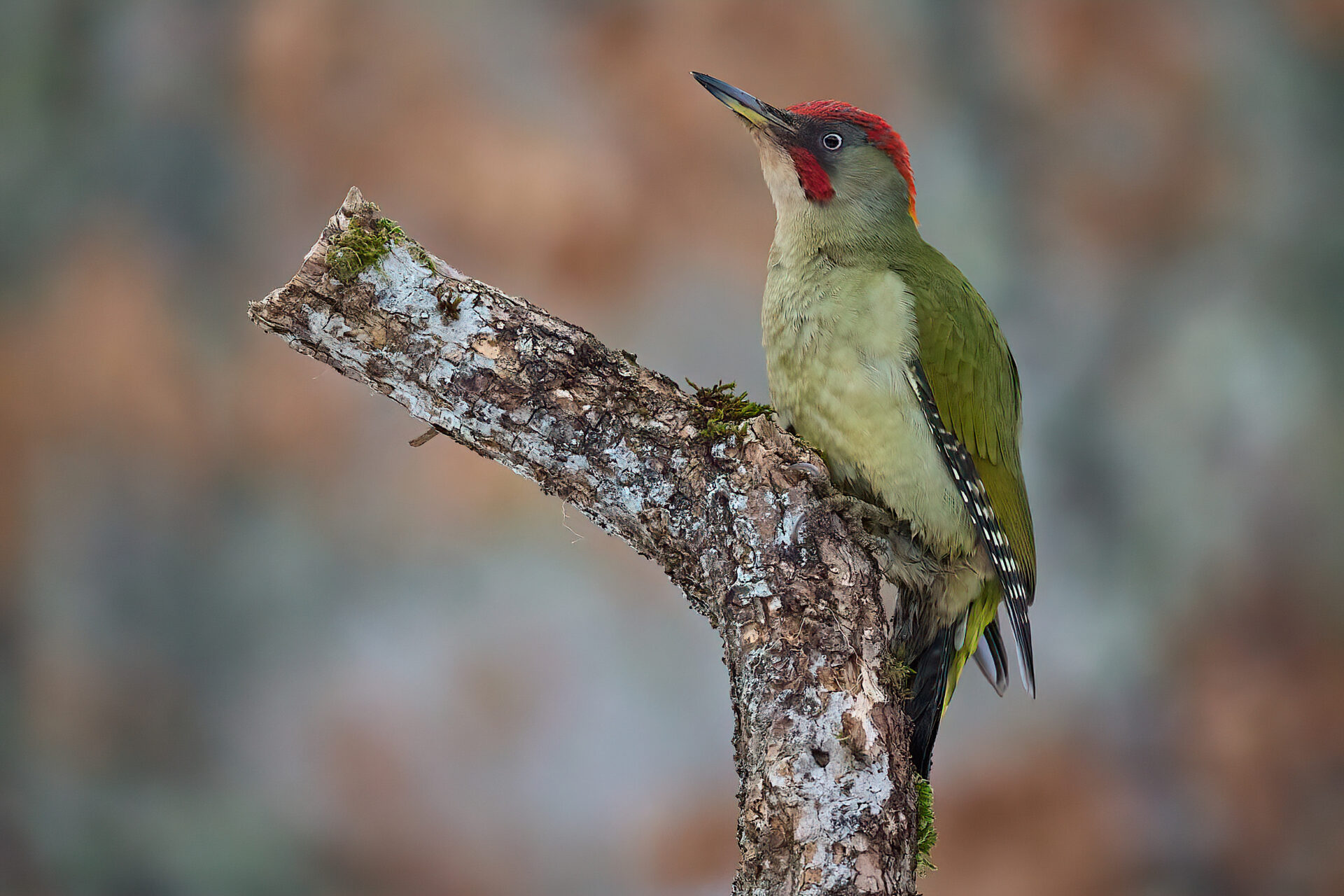 Iberiengrünspecht (Picus sharpei) ♂︎ adt.