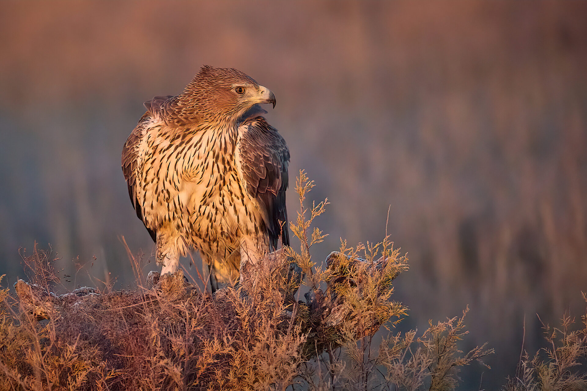 Habichtsadler