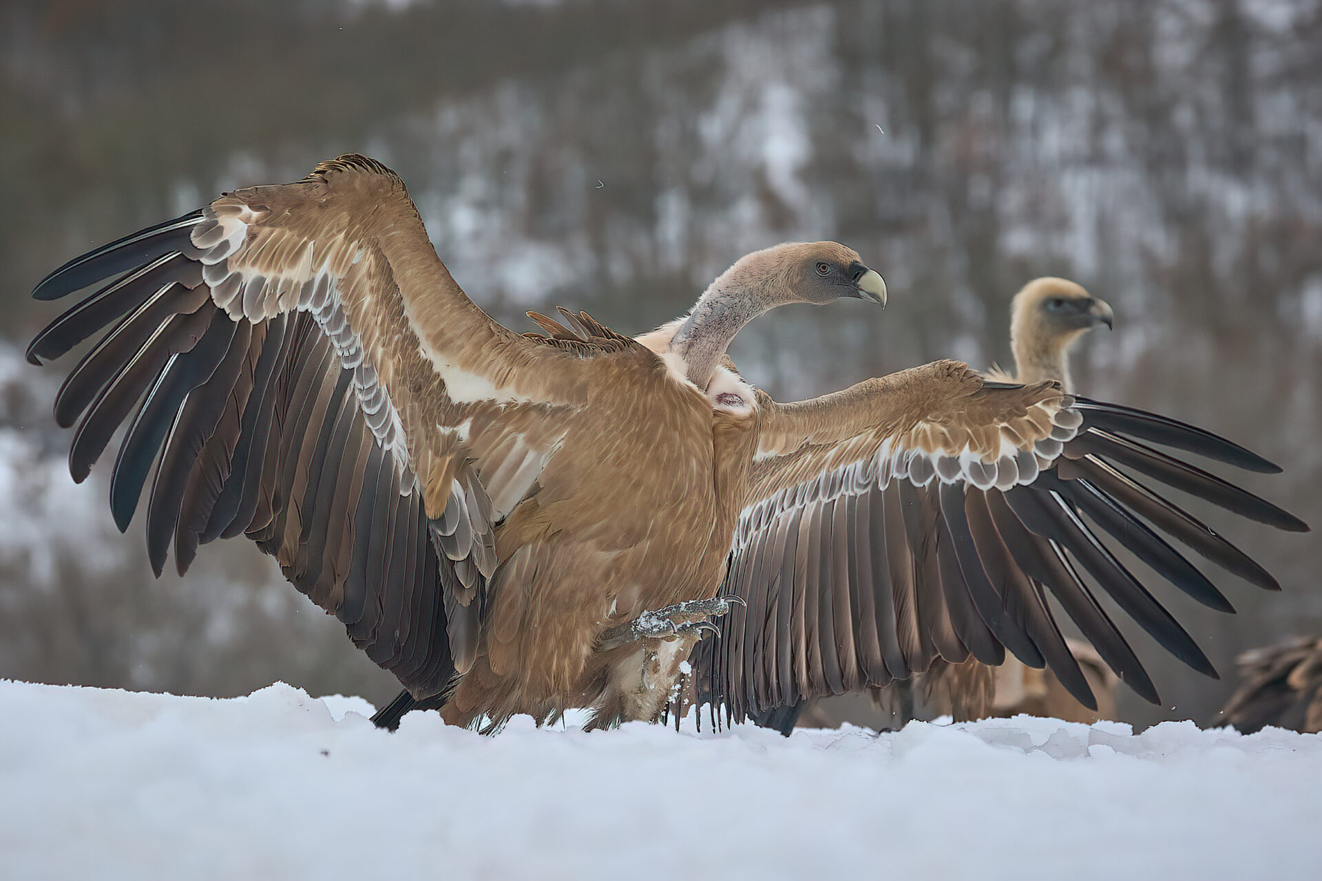 Gänsegeier adt.