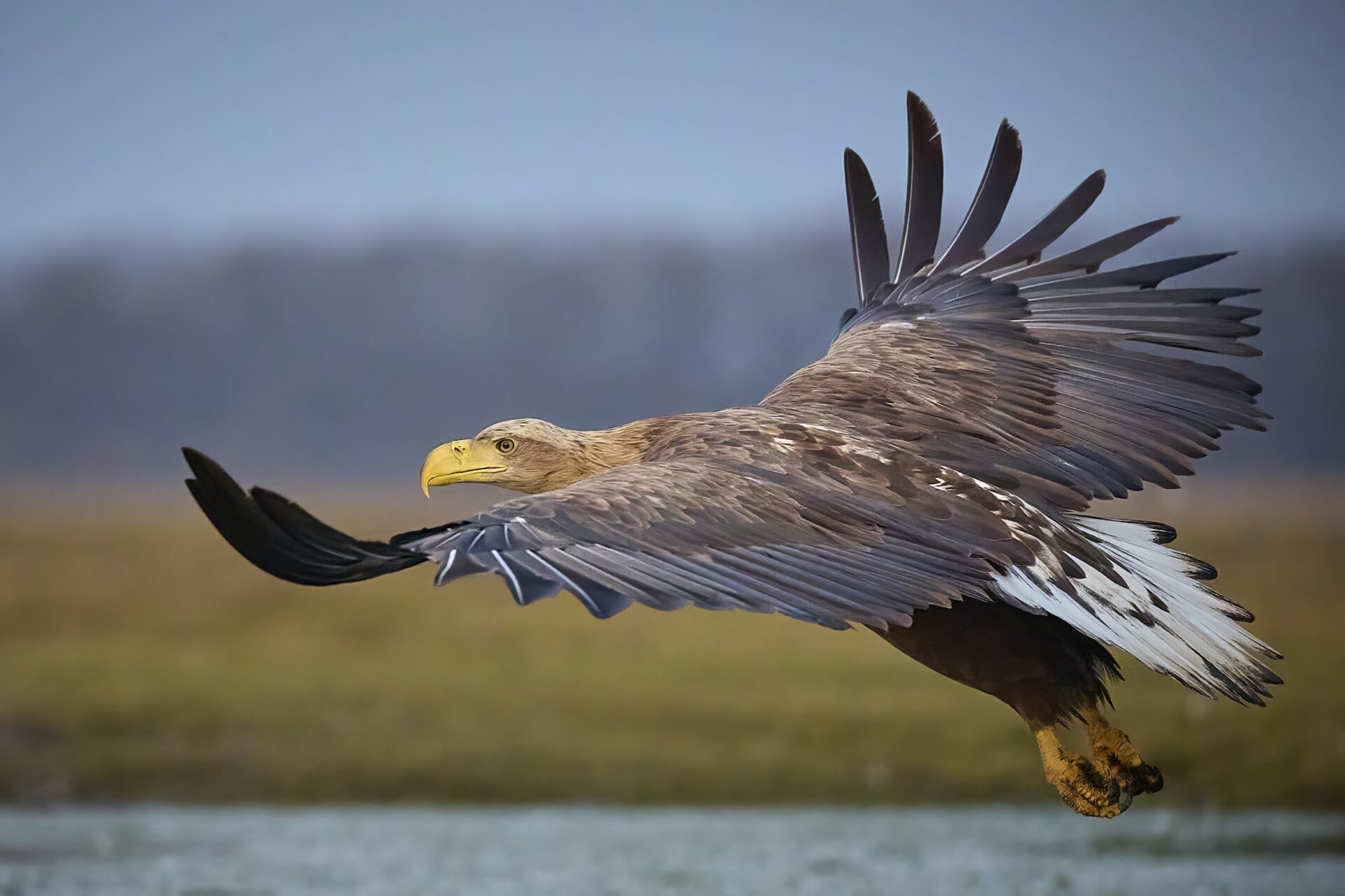 Seeadler adt.