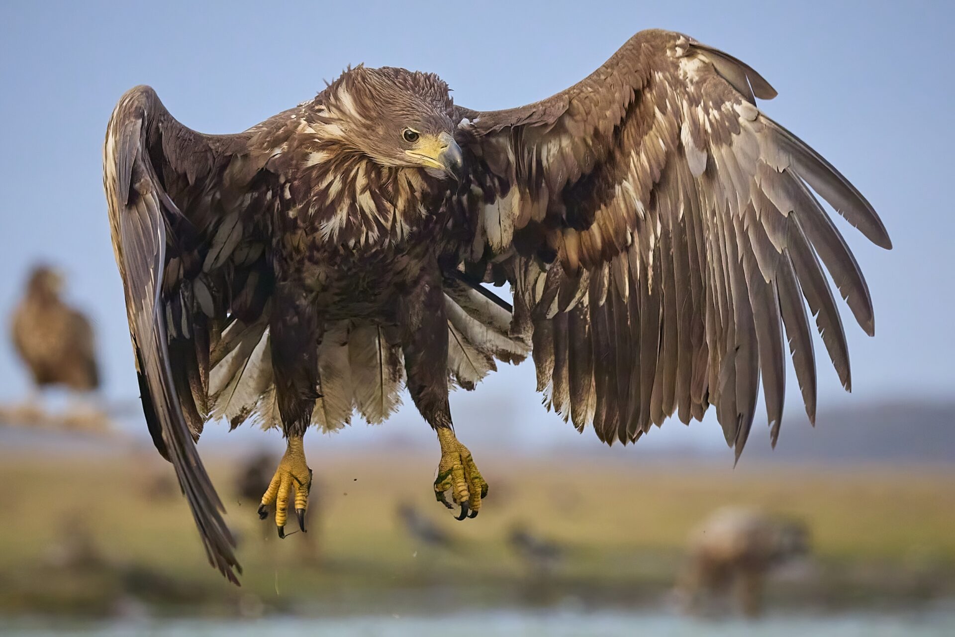 Seeadler adt.