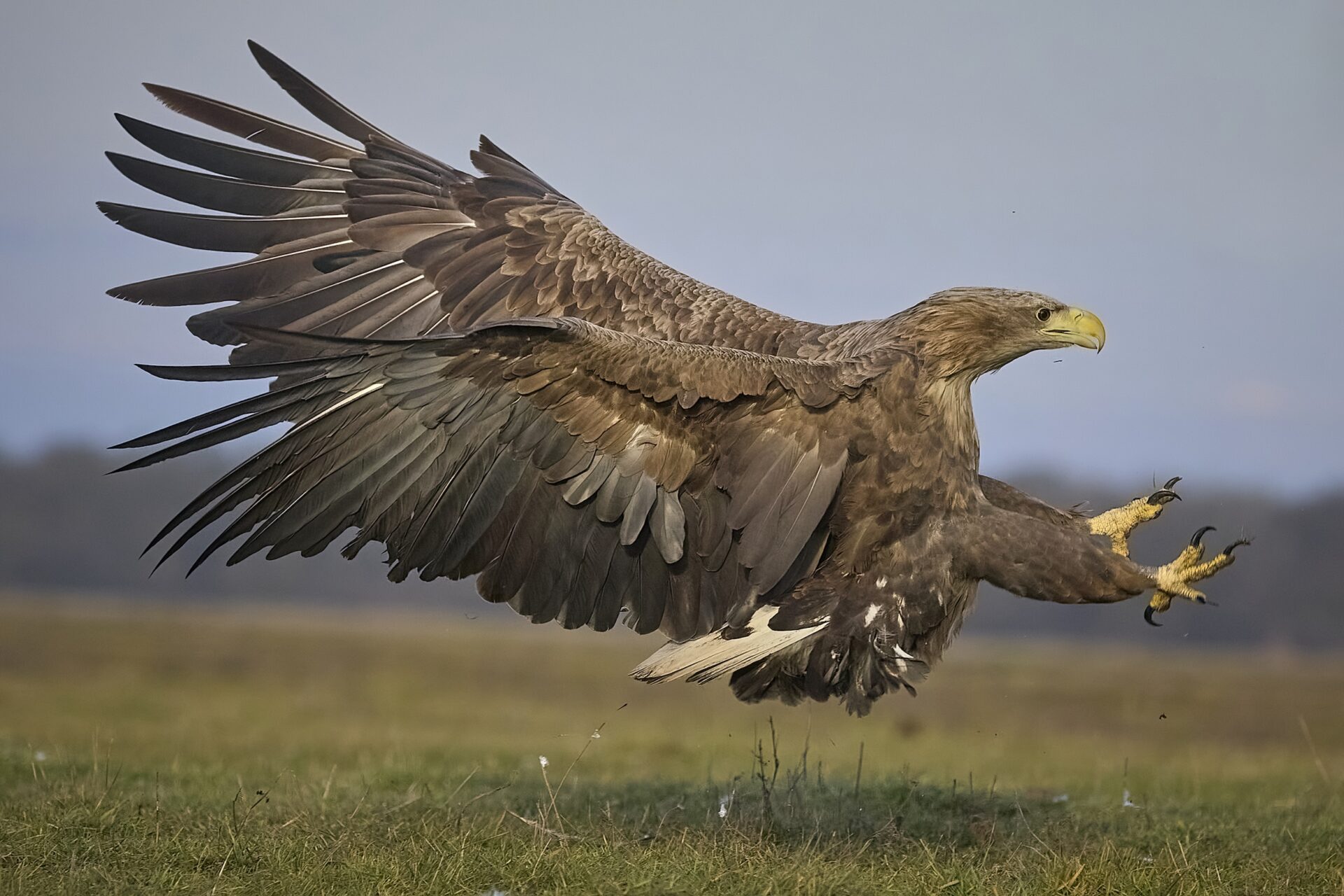 Seeadler adt.
