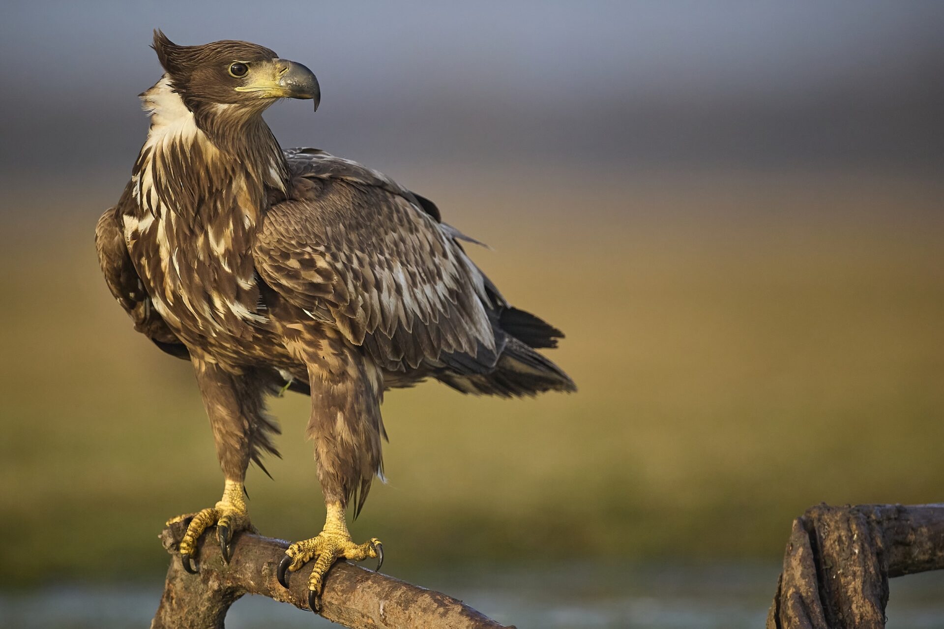 Seeadler juv.