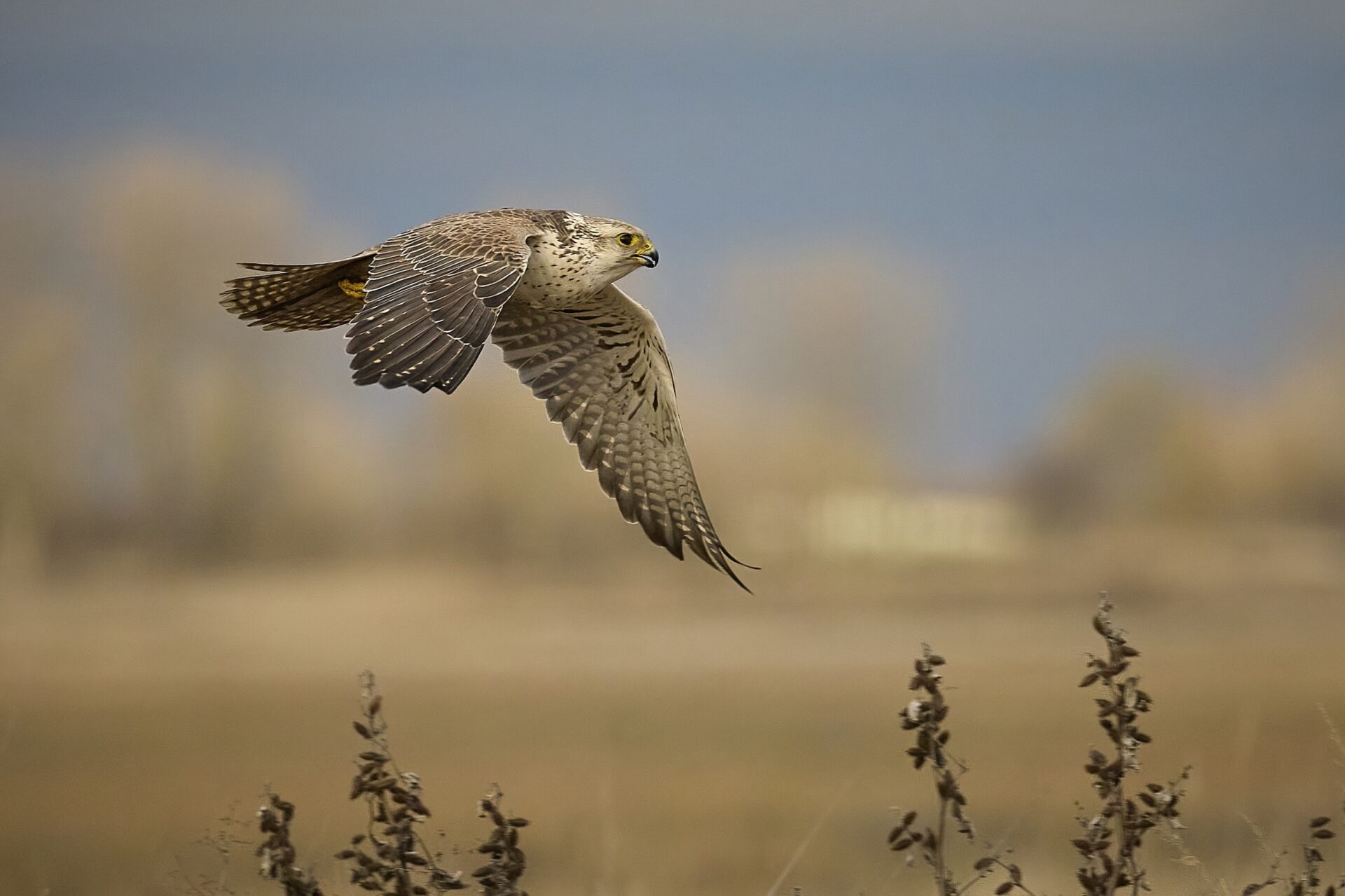 Würgfalke ♂︎